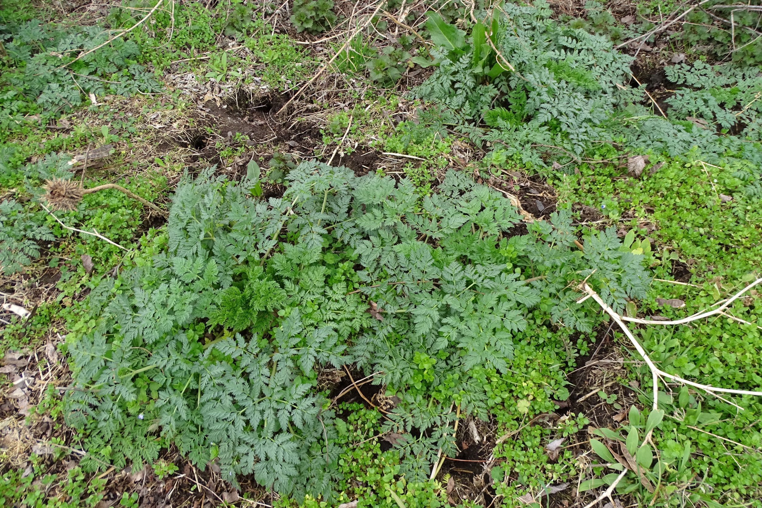 DSC00236 phäno, 2023-03-15, prellenkirchen-spitzerbergfuß, conium maculatum.JPG