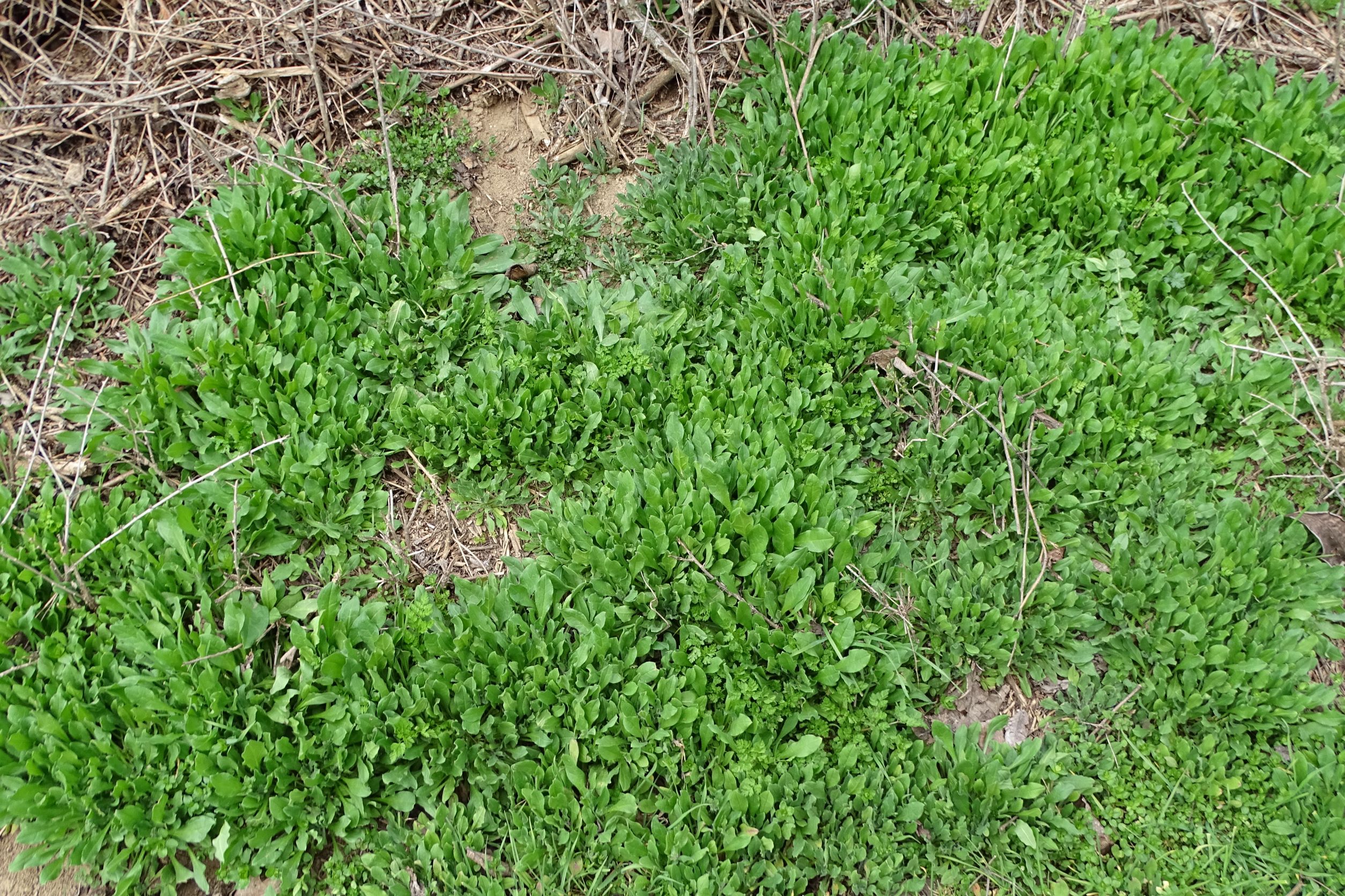 DSC00239 phäno, 2023-03-15, prellenkirchen-spitzerbergfuß, asperugo procumbens.JPG