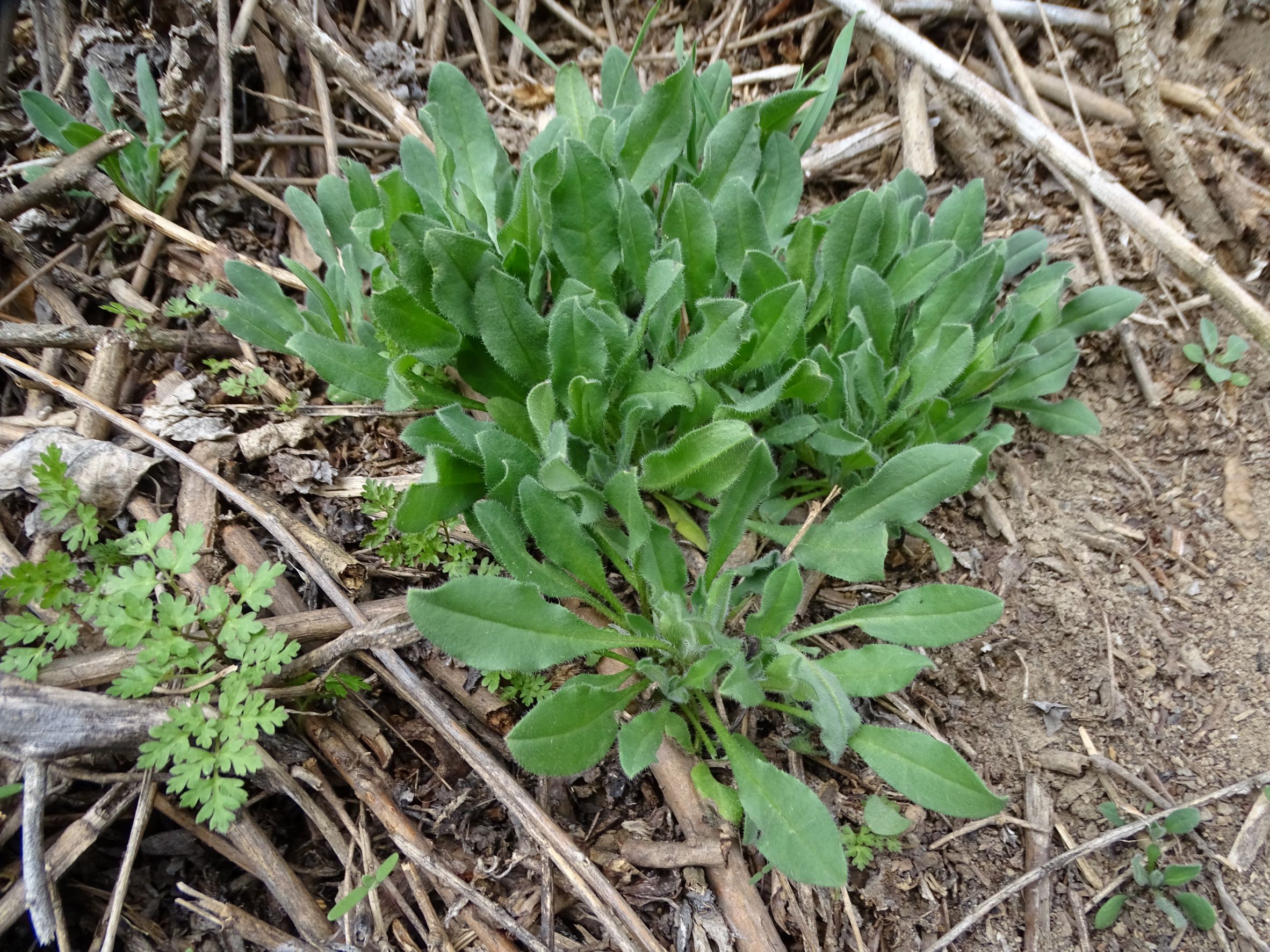 DSC00240 phäno, 2023-03-15, prellenkirchen-spitzerbergfuß, asperugo procumbens.JPG