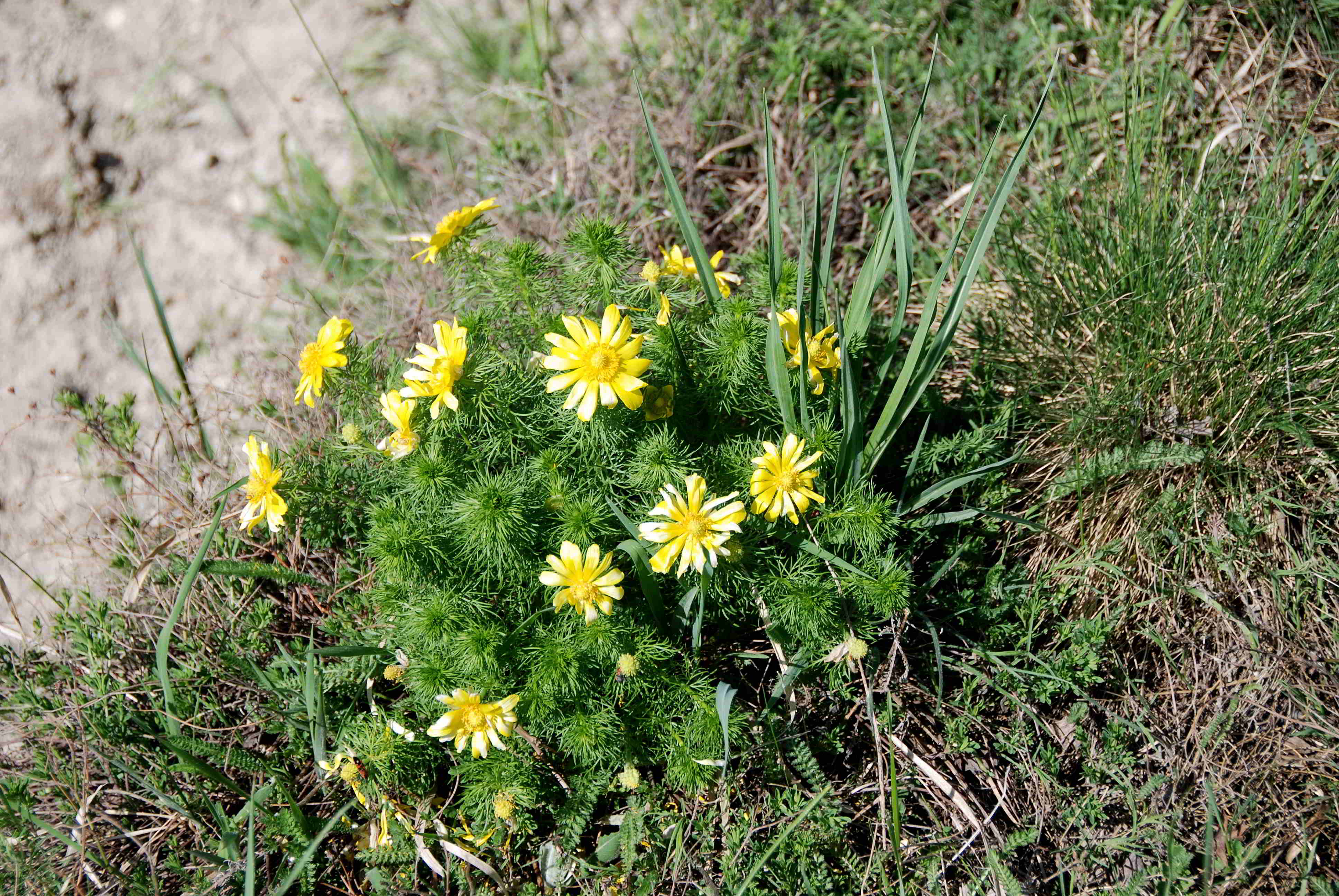 Siegendort-Burgenland-Naturschutzgebiet-21042018-(9).JPG