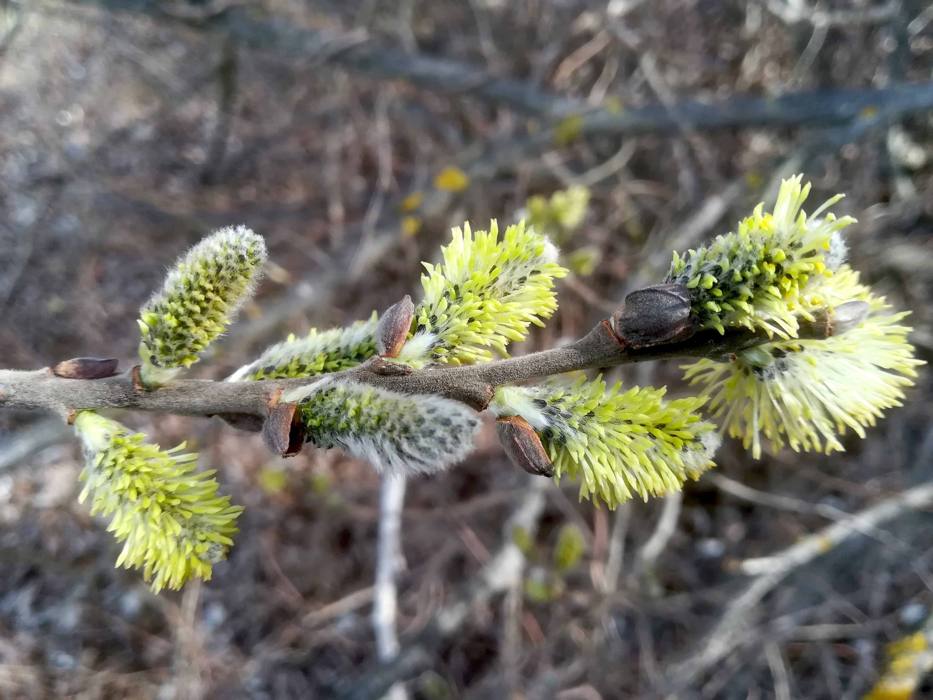 salix cinerea feuchtwiesen zw. kiebitzbach u fischa E gramatneusiedl_20230317_092808.jpg