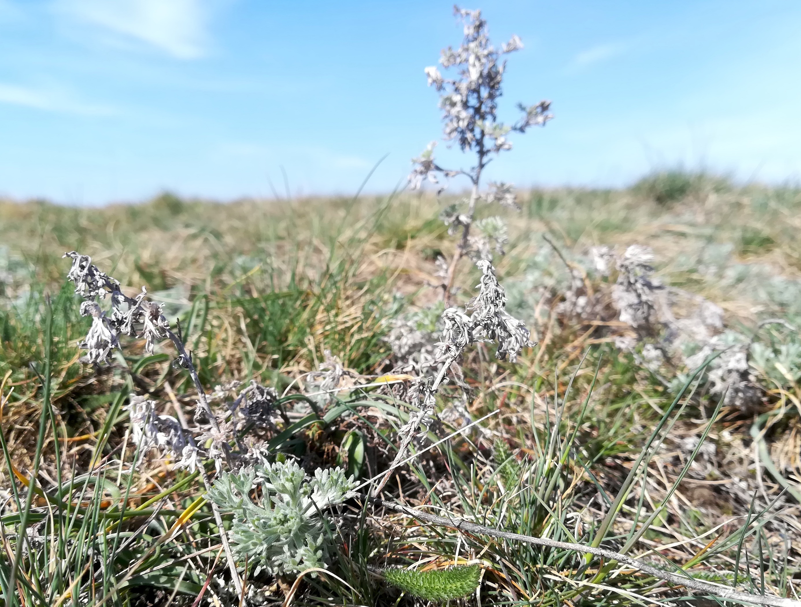 artemisia austriaca hackelsberg winden am see_20230318_122316.jpg