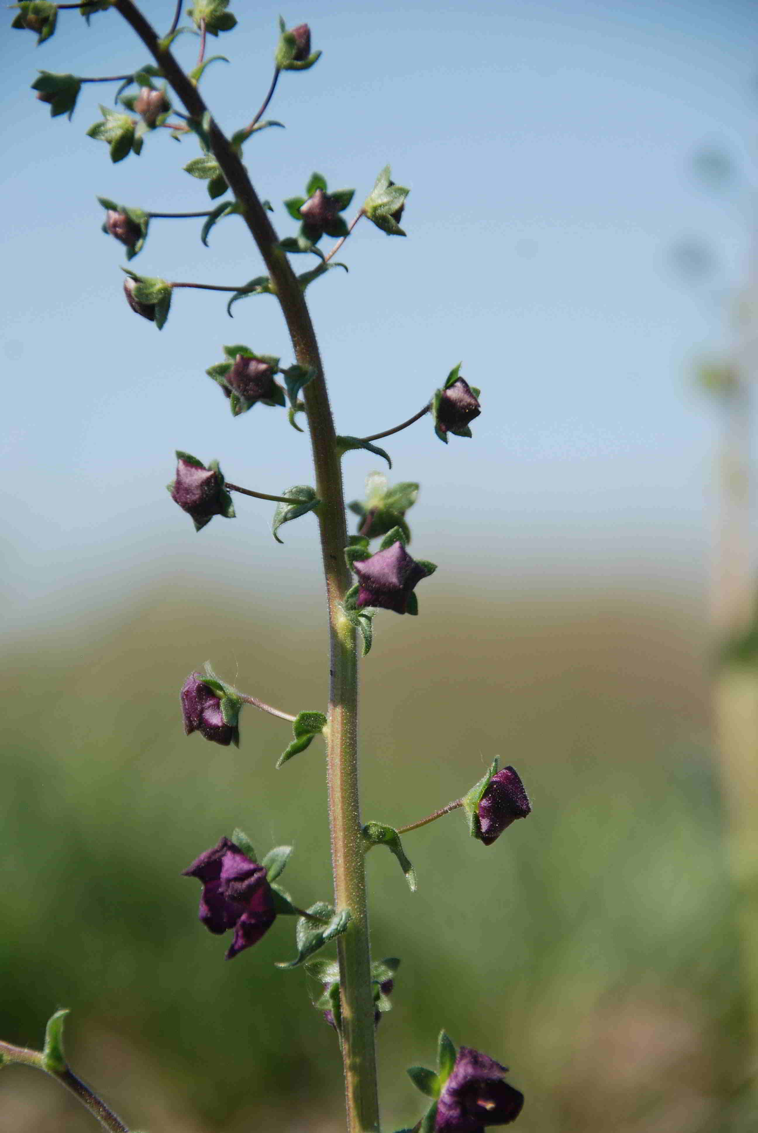 Siegendort-Burgenland-Naturschutzgebiet-21042018-(37).JPG