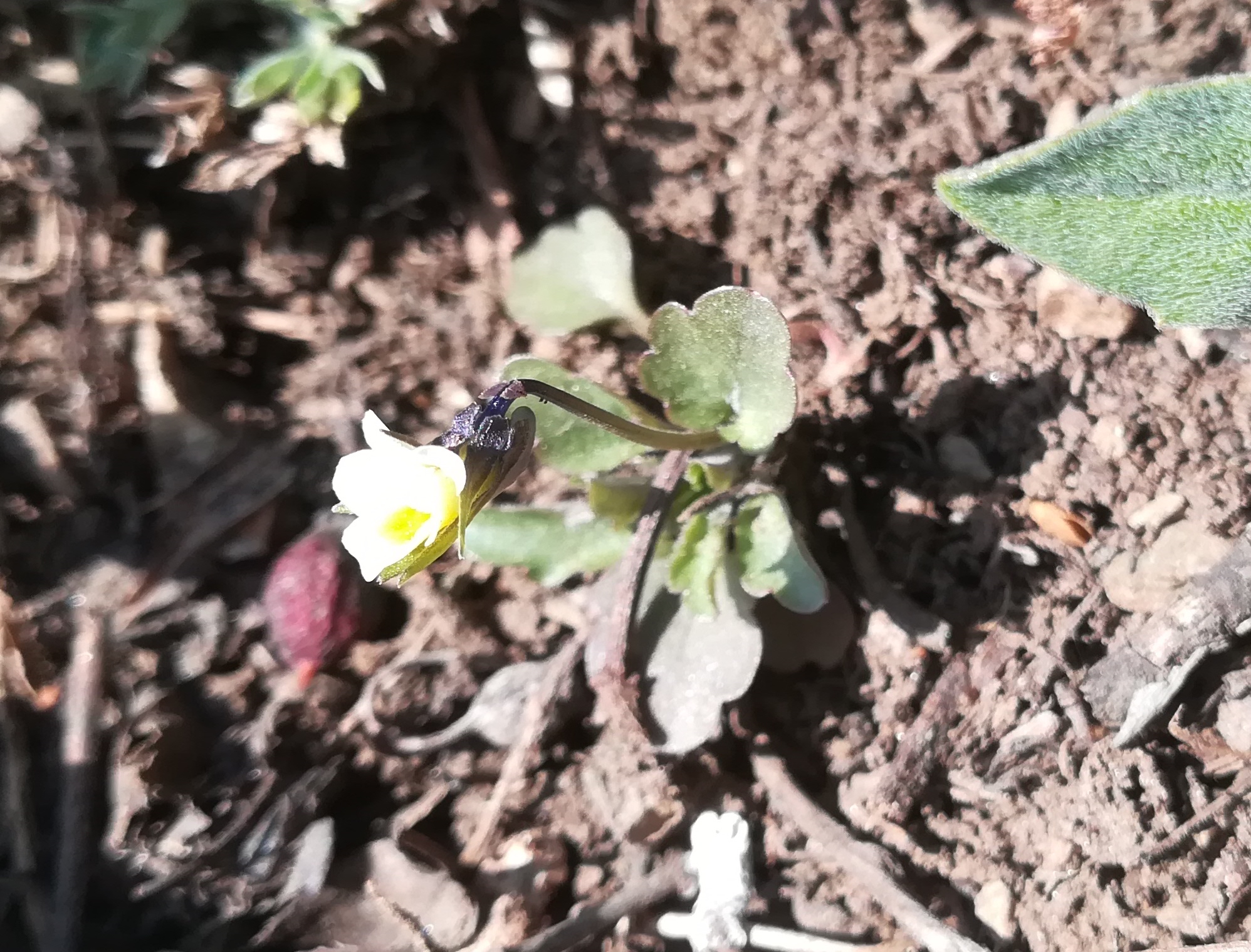 viola cf. kitaibeliana jungerberg winden am see_20230318_124718.jpg