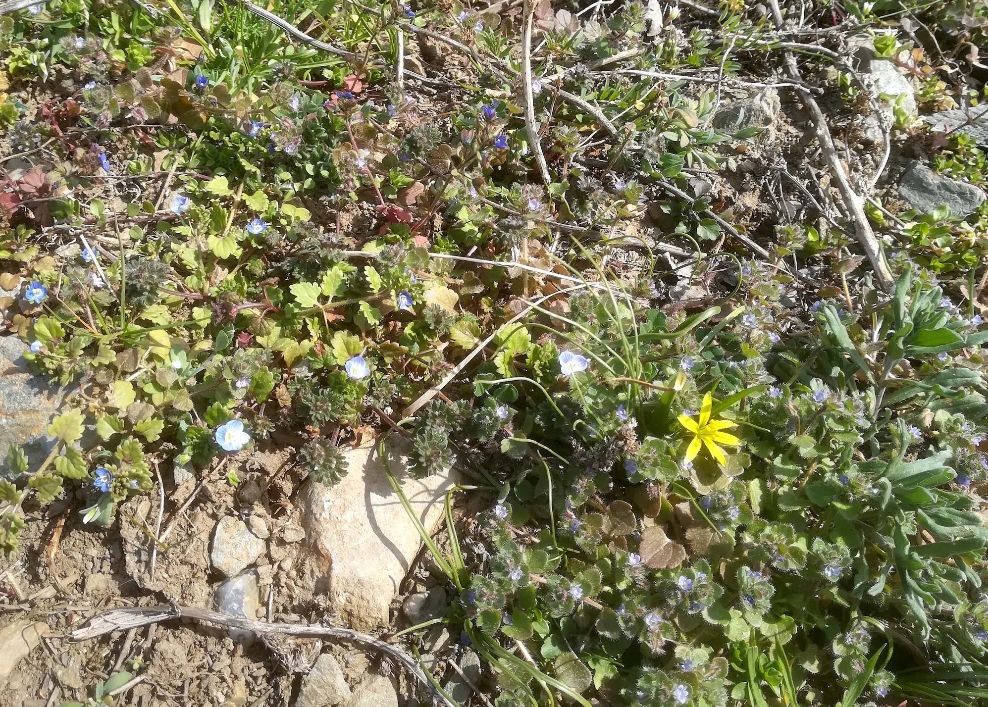 veronica triphyllos u persica u hederifolia s. str. syntop hackelsberg winden am see_20230318_113628.jpg