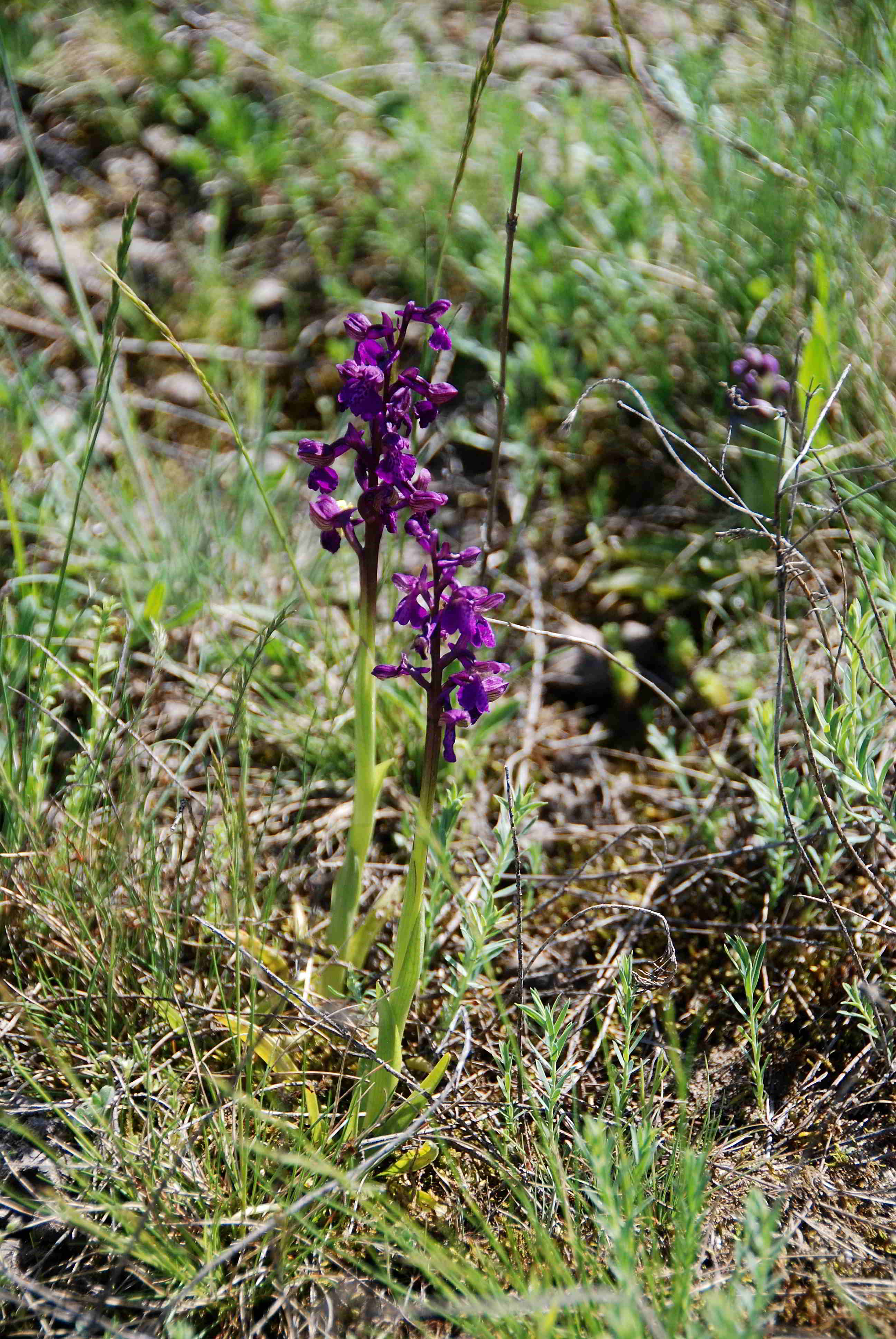 Siegendort-Burgenland-Naturschutzgebiet-21042018-(43).JPG