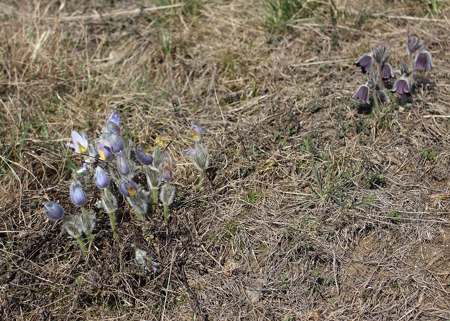 Hof -- 18032023 - (18) - Pulsatilla pratensis (subsp. nigricans) - Schwarz-Küchenschelle und Pulsatilla grandis - Groß-Küchenschelle.JPG