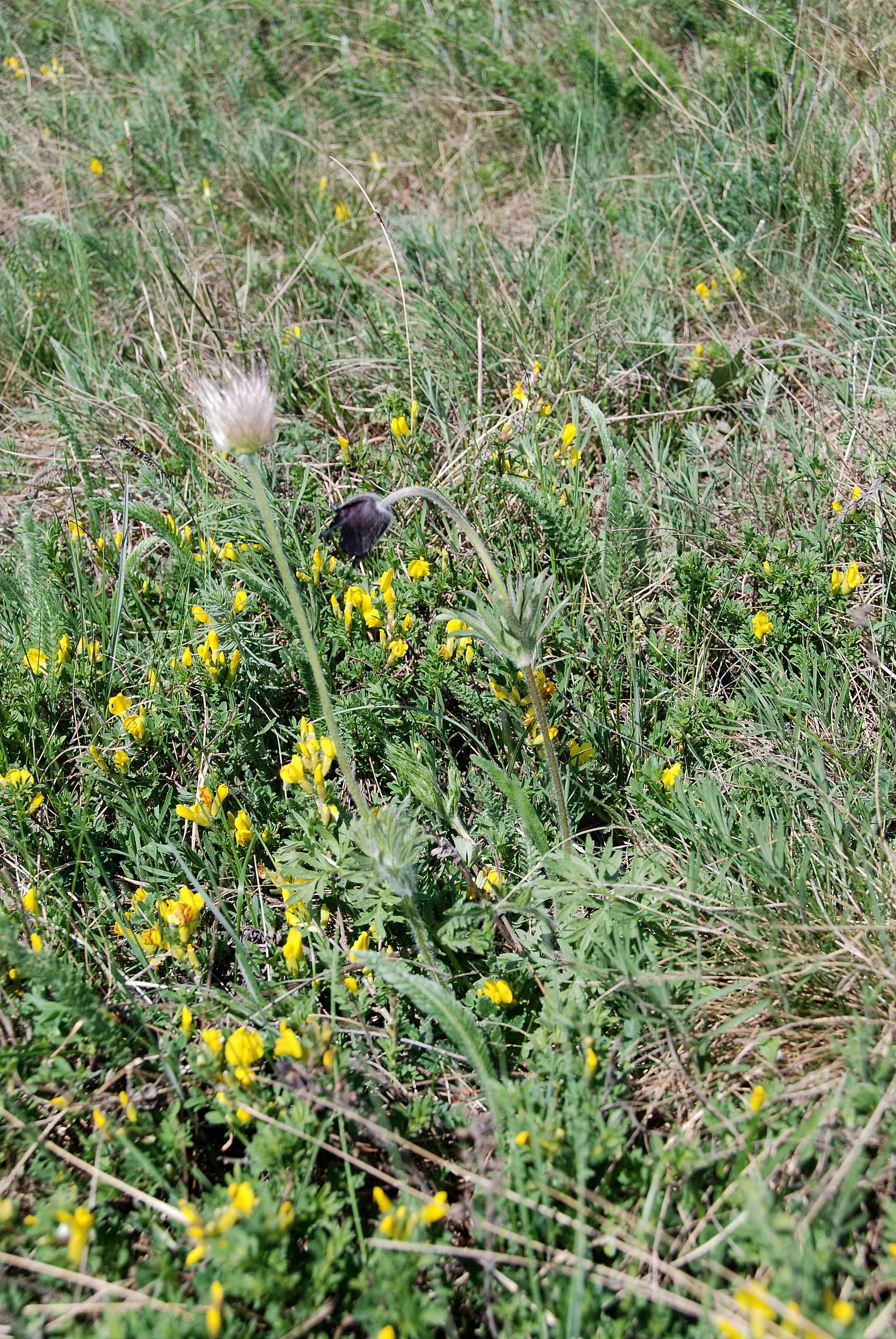 Siegendort-Burgenland-Naturschutzgebiet-21042018-(61).JPG