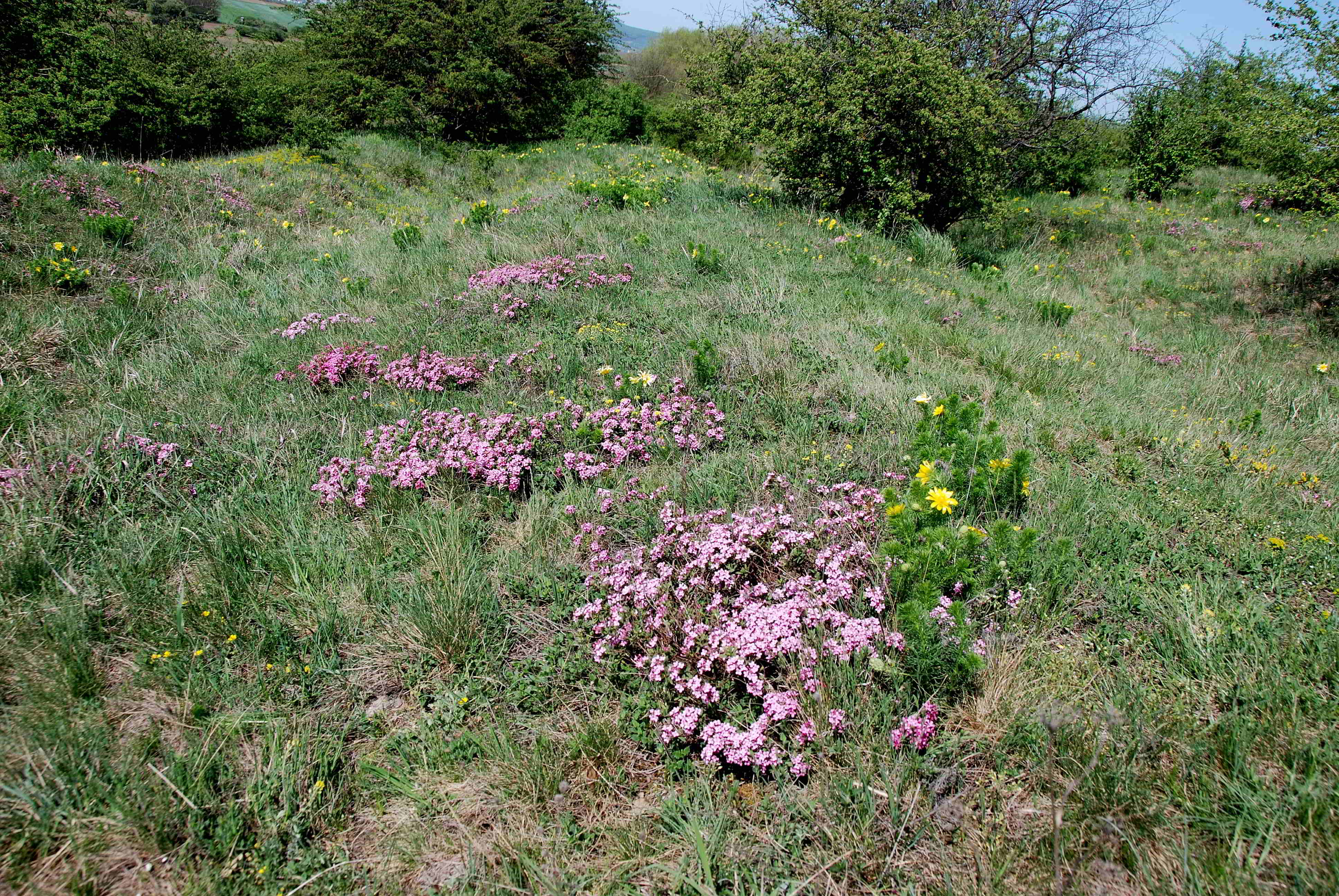 Siegendort-Burgenland-Naturschutzgebiet-21042018-(13).JPG