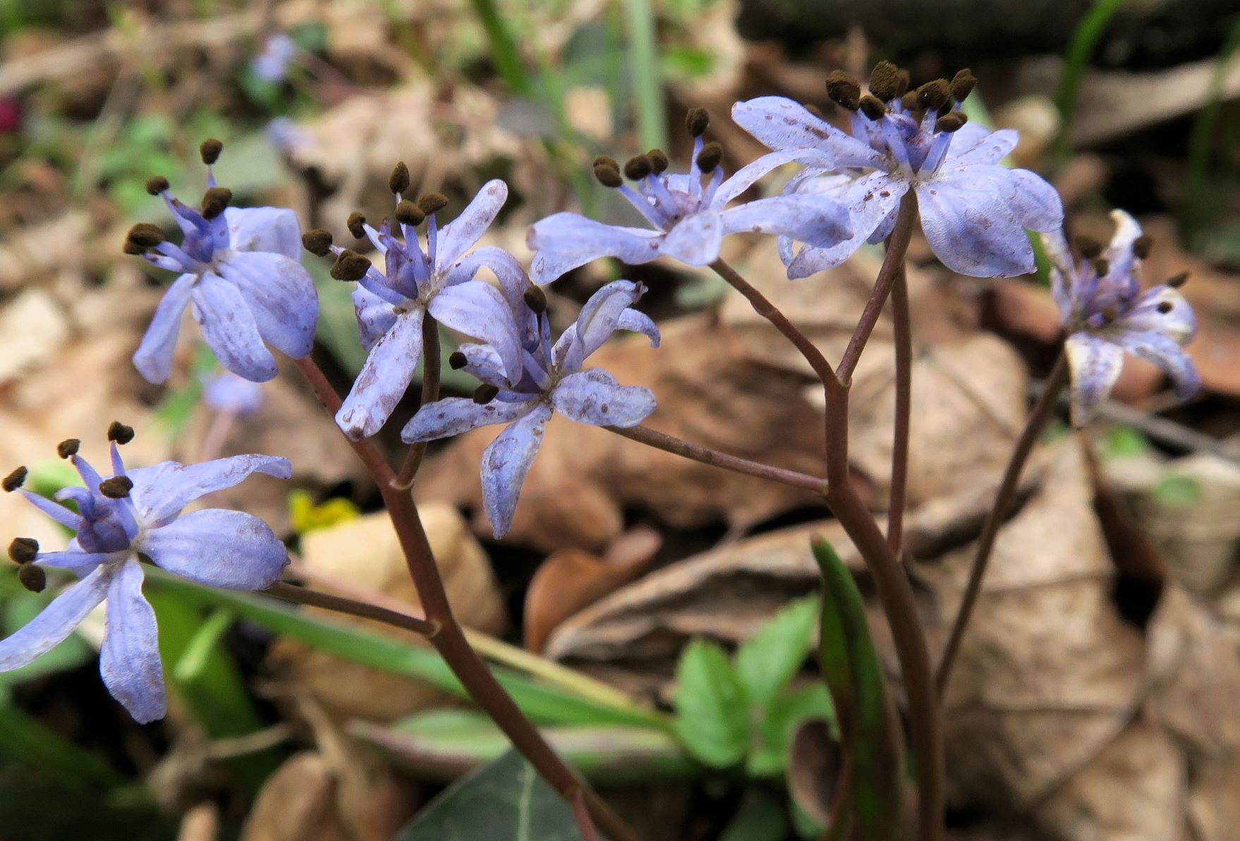 Scilla vindobonensts Wiener Blaustern, Wien Prater Auwaldsegment östl. Stadlauer Bahntrasse 13.03.2023 C5X2 (8).JPG