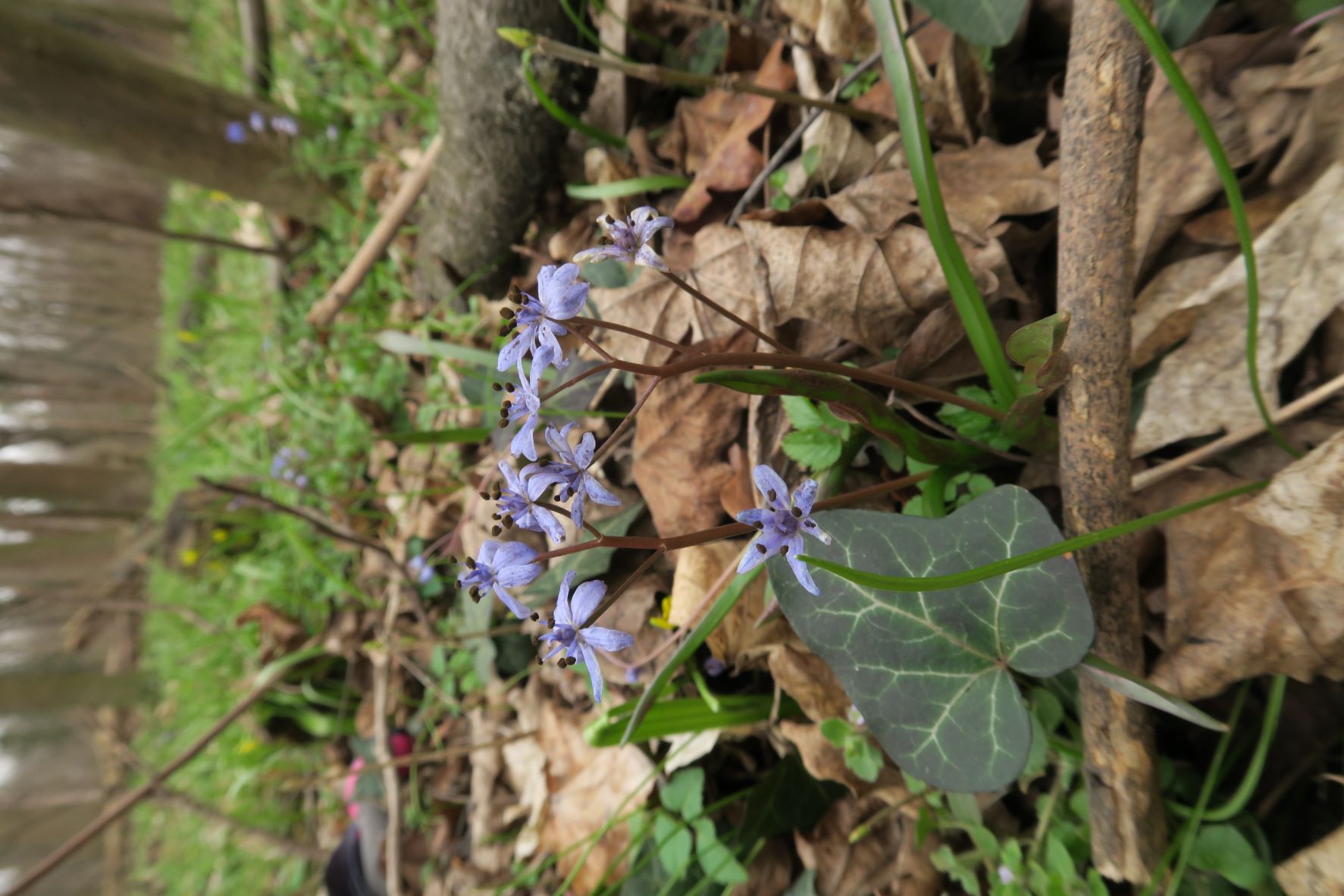 Scilla vindobonensts Wiener Blaustern, Wien Prater Auwaldsegment östl. Stadlauer Bahntrasse 13.03.2023 C5X2 (9).JPG