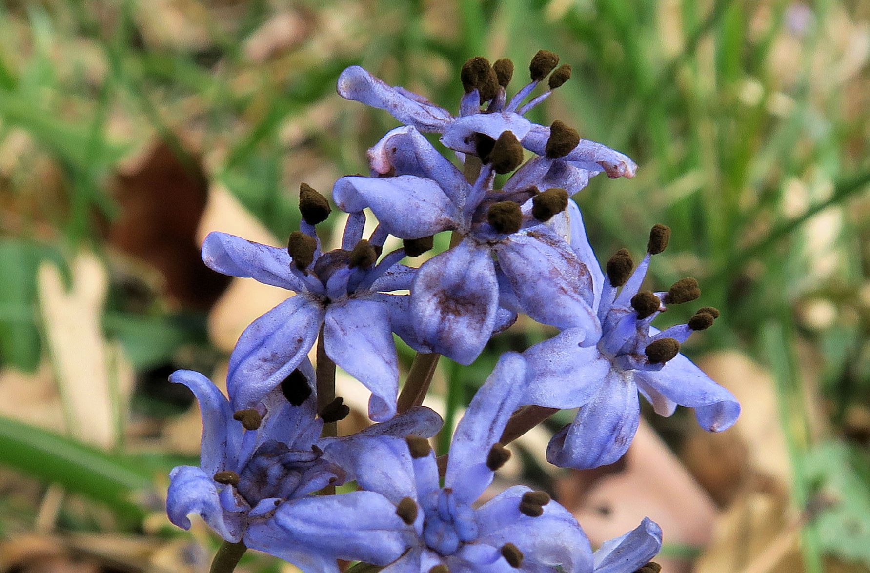 Scilla vindobonensis Wiener Blaustern, Gießhübl Gemeindewiese oberer WldRd 21.03.2023 C5X2 (1).JPG