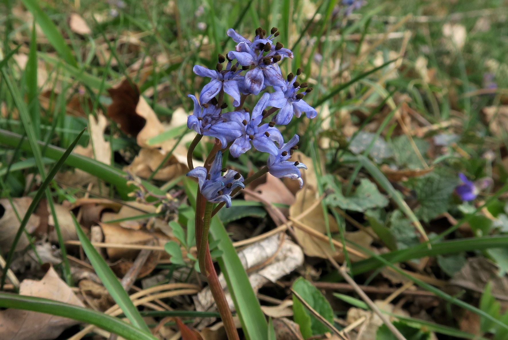 Scilla vindobonensis Wiener Blaustern, Gießhübl Gemeindewiese oberer WldRd 21.03.2023 C5X2 (2).JPG