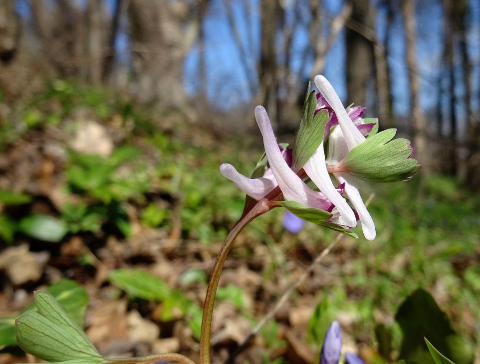 2023-03-16 Corydalis pumila.JPG