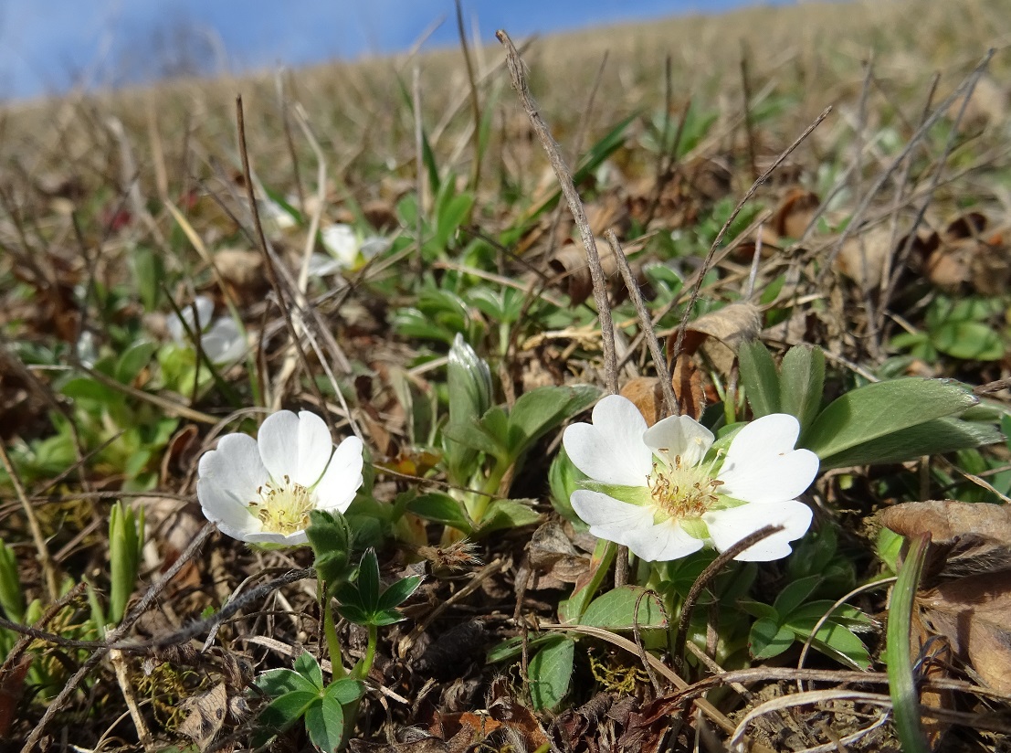 2023-03-17 Potentilla alba.JPG