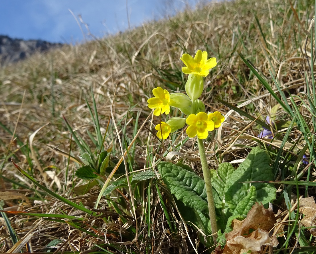 2023-03-17 Primula veris.JPG