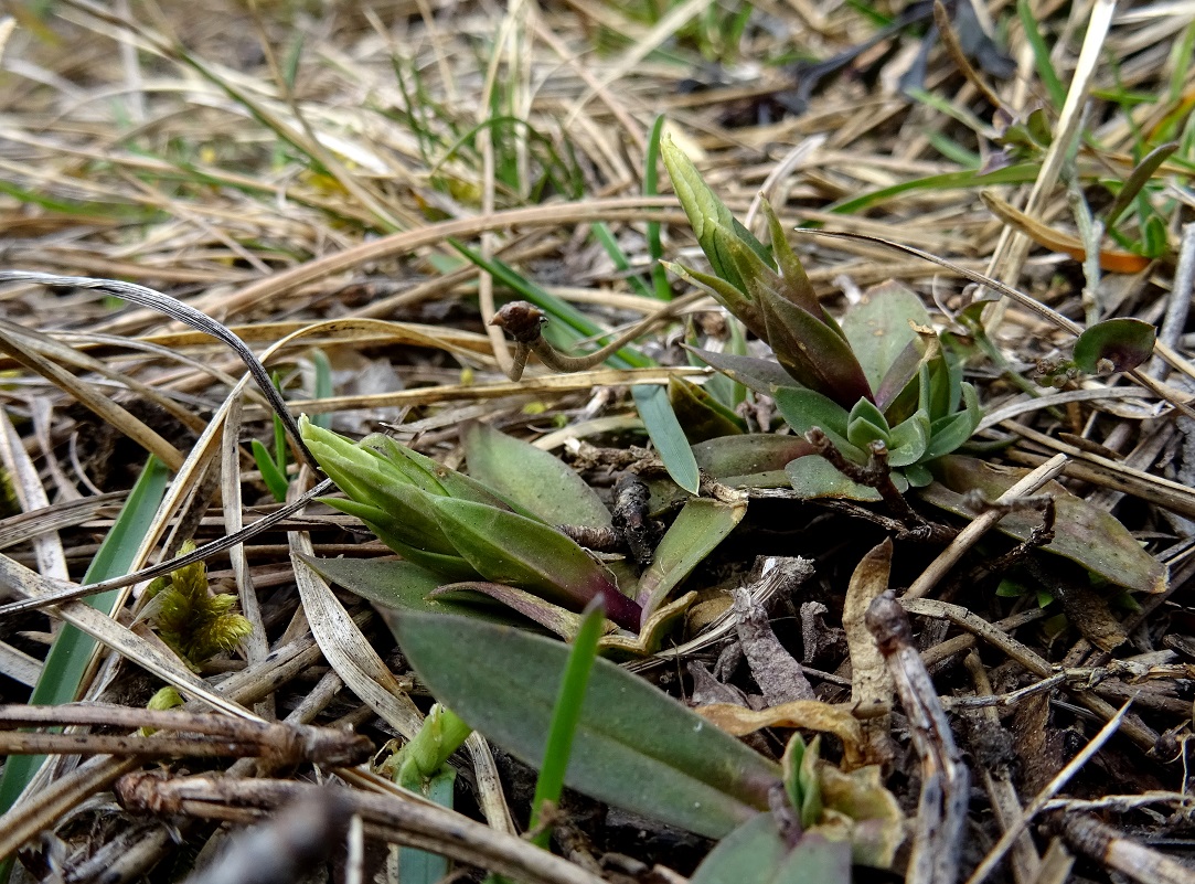 2023-03-19 Gentiana clusii.JPG