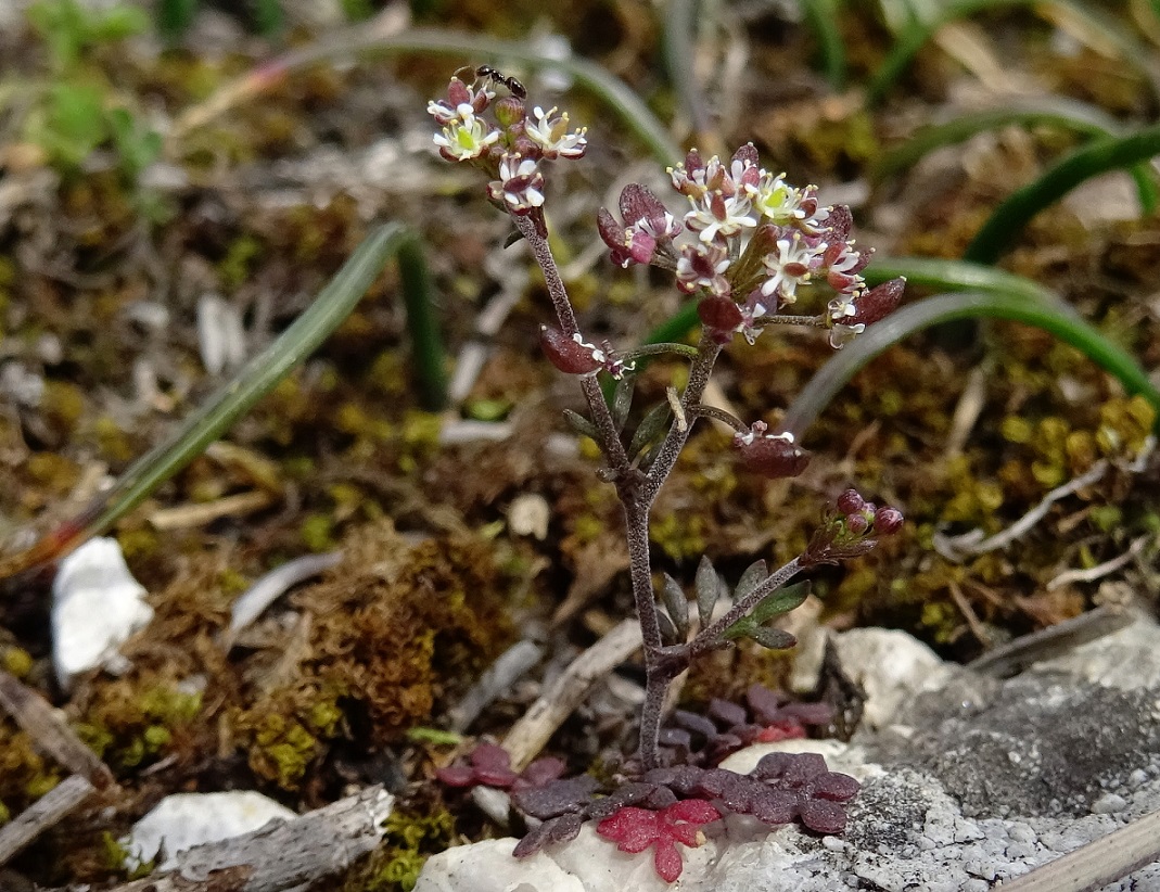 2023-03-21 Hornungia petraea.JPG