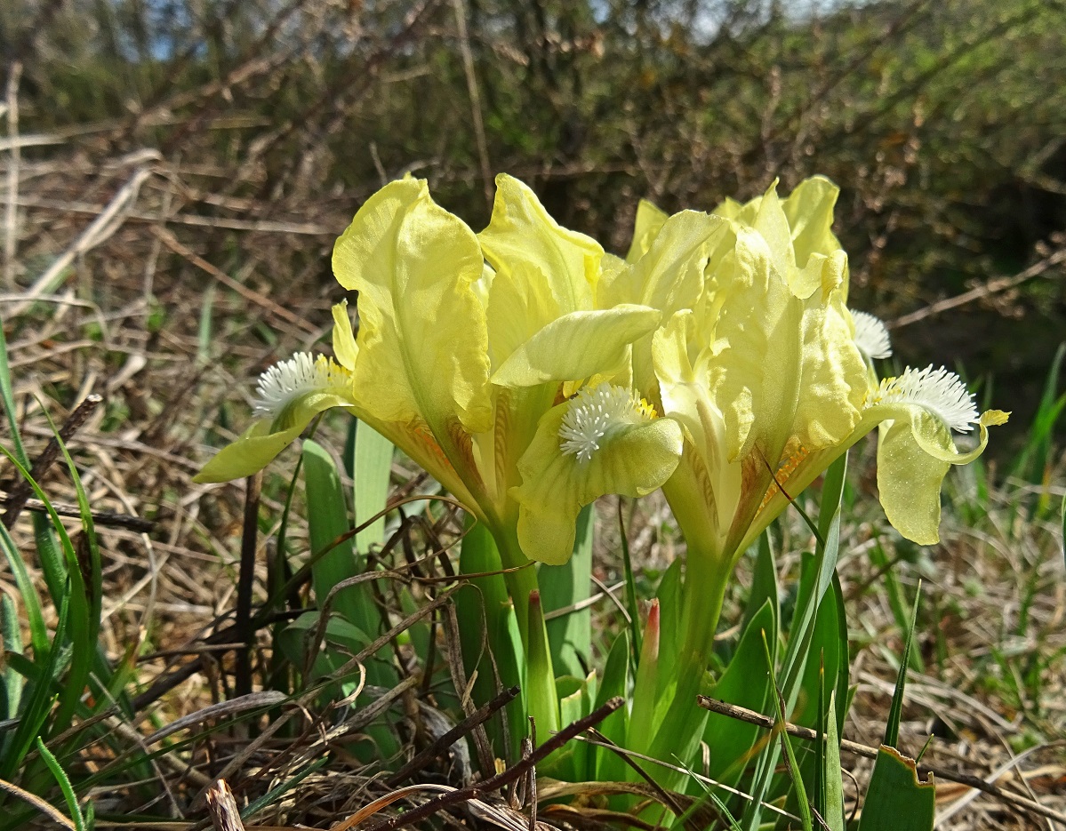 2023-03-22 Iris pumilla..jpg