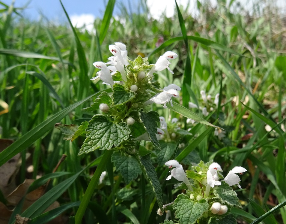 2023-03-22 Lamium purpureum.JPG