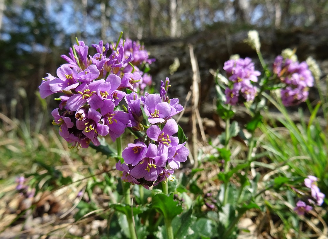 2023-03-23 Arabis rosea.JPG