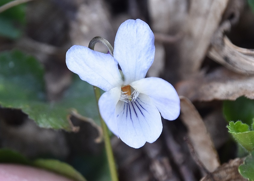 Kaltenleutgeben - 25032023 - (43) - Viola.JPG