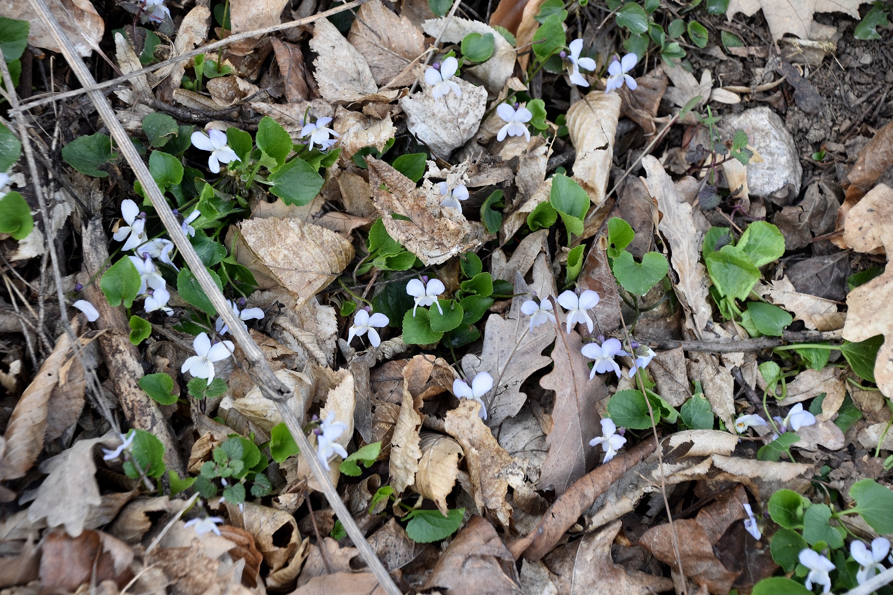 Kaltenleutgeben - 25032023 - (48) - Viola.JPG