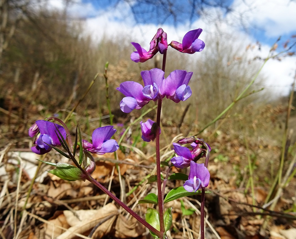 2023-03-25 Lathyrus vernus.JPG