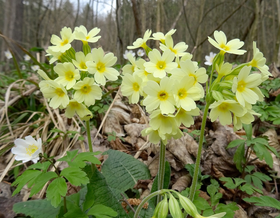 2023-03-25 Primula elatior.JPG