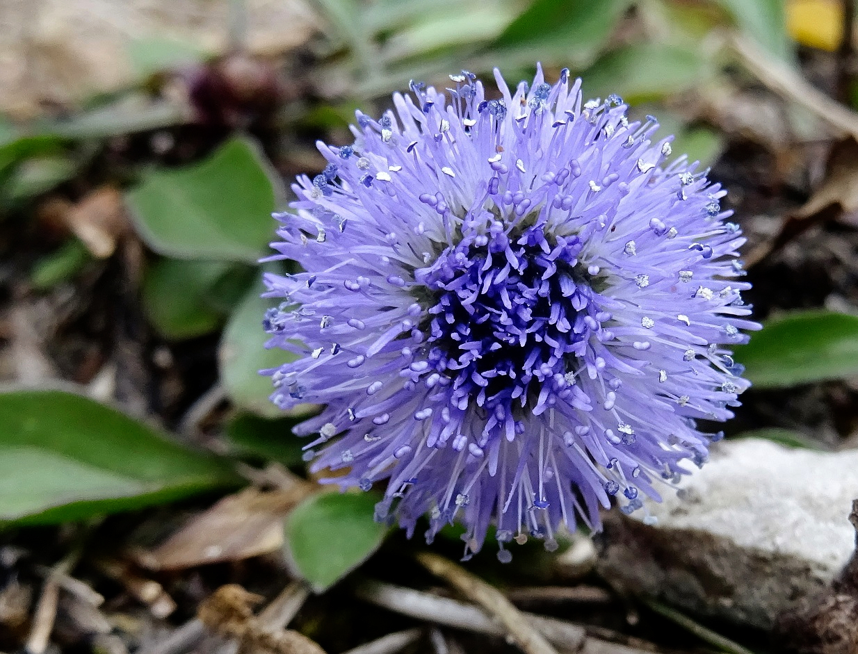 2023-03-25 Globularia bisnagarica.JPG