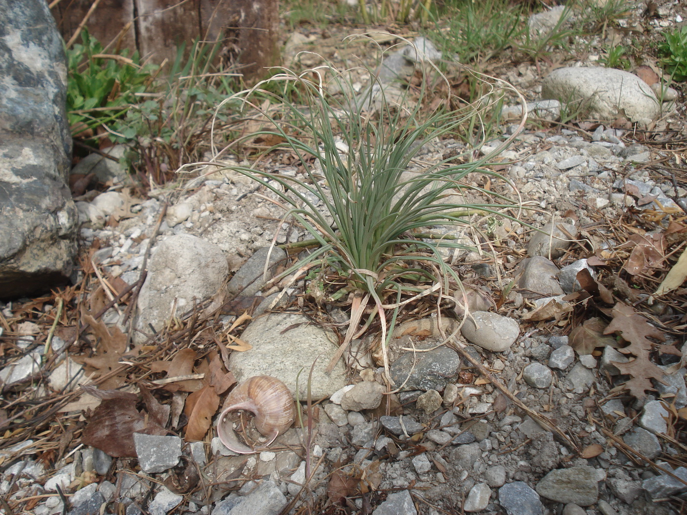 Asphodeline.lutea.verw.St-Grambach.nahe.Zenz.24.Mär.23.JPG