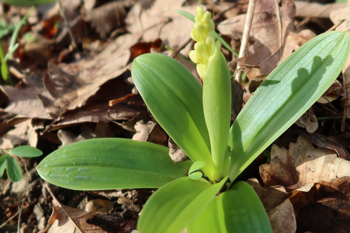 thenau_orchis_pallens.JPG