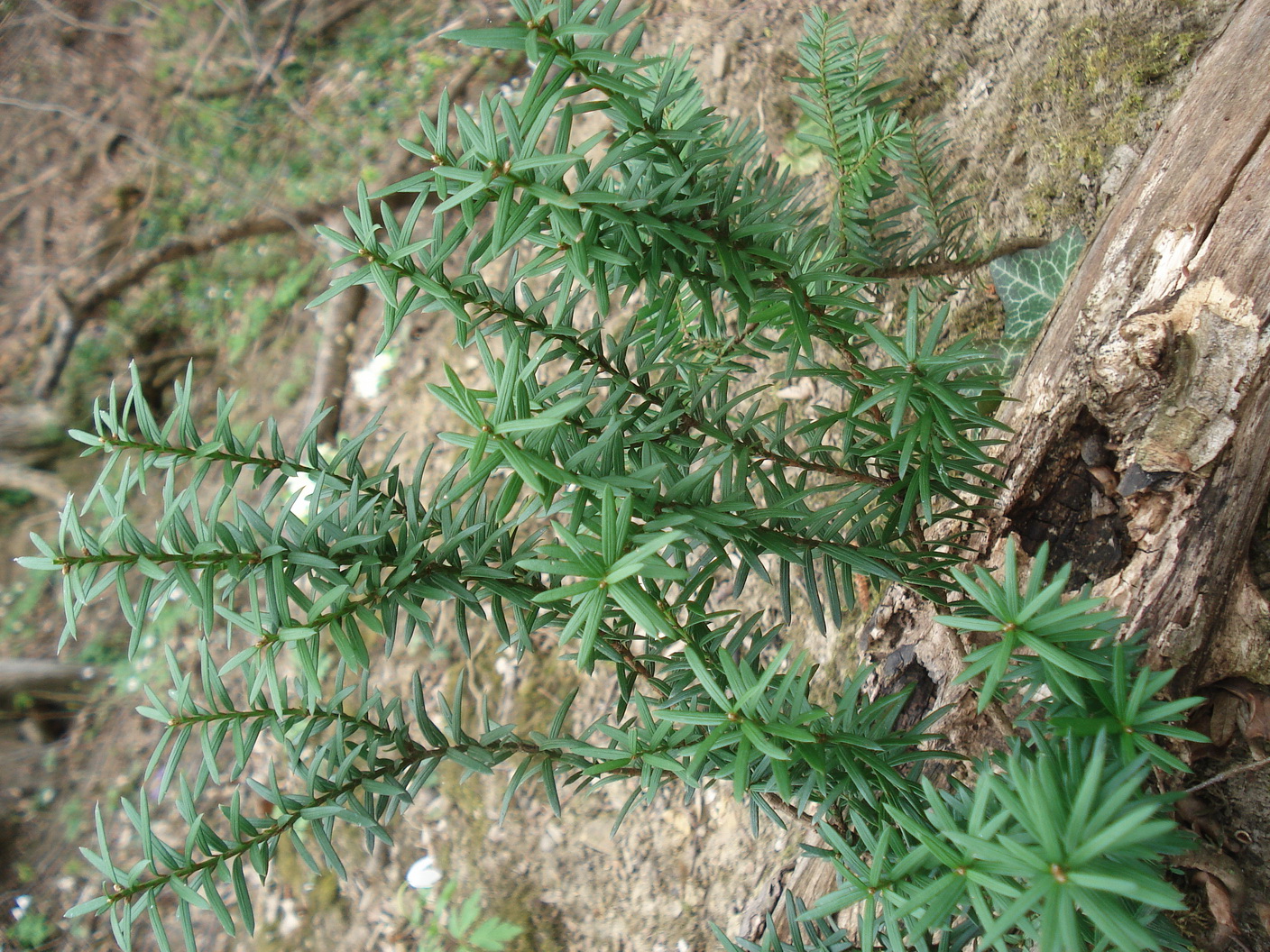 Taxus x media.cf.verw.NÖ-Maria.Anzbach.Häuselbach-Wald.26.Mär.23.JPG