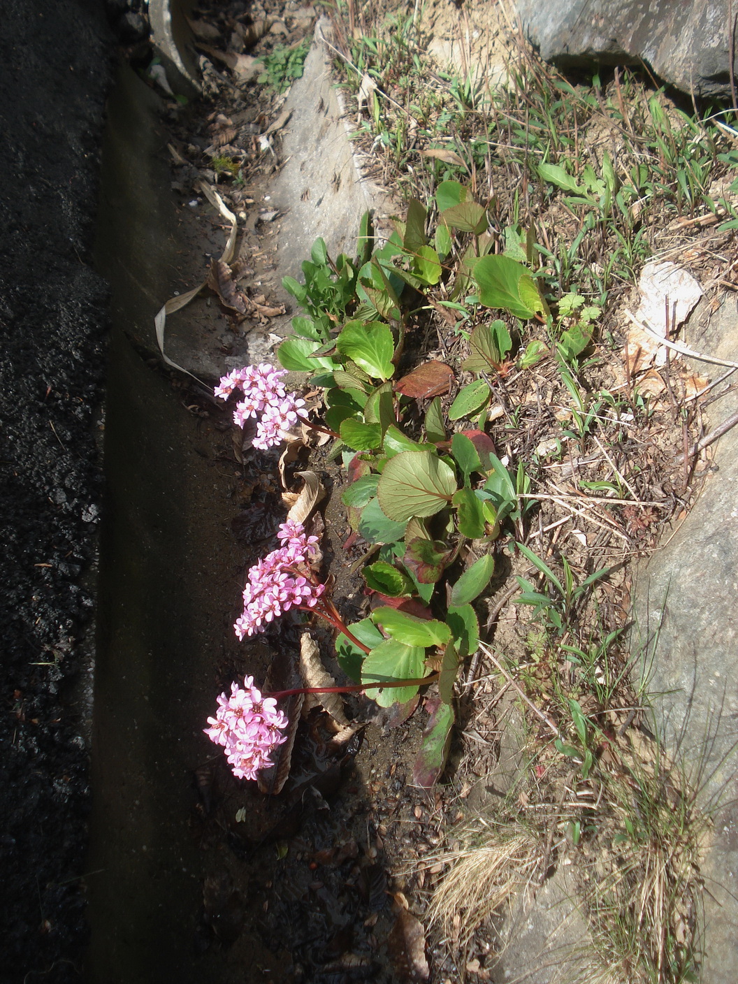 Bergenia x schmidtii.cf.verw.B.ciliata x B.crassifolia.St-Neurath .1.Apr.23.JPG