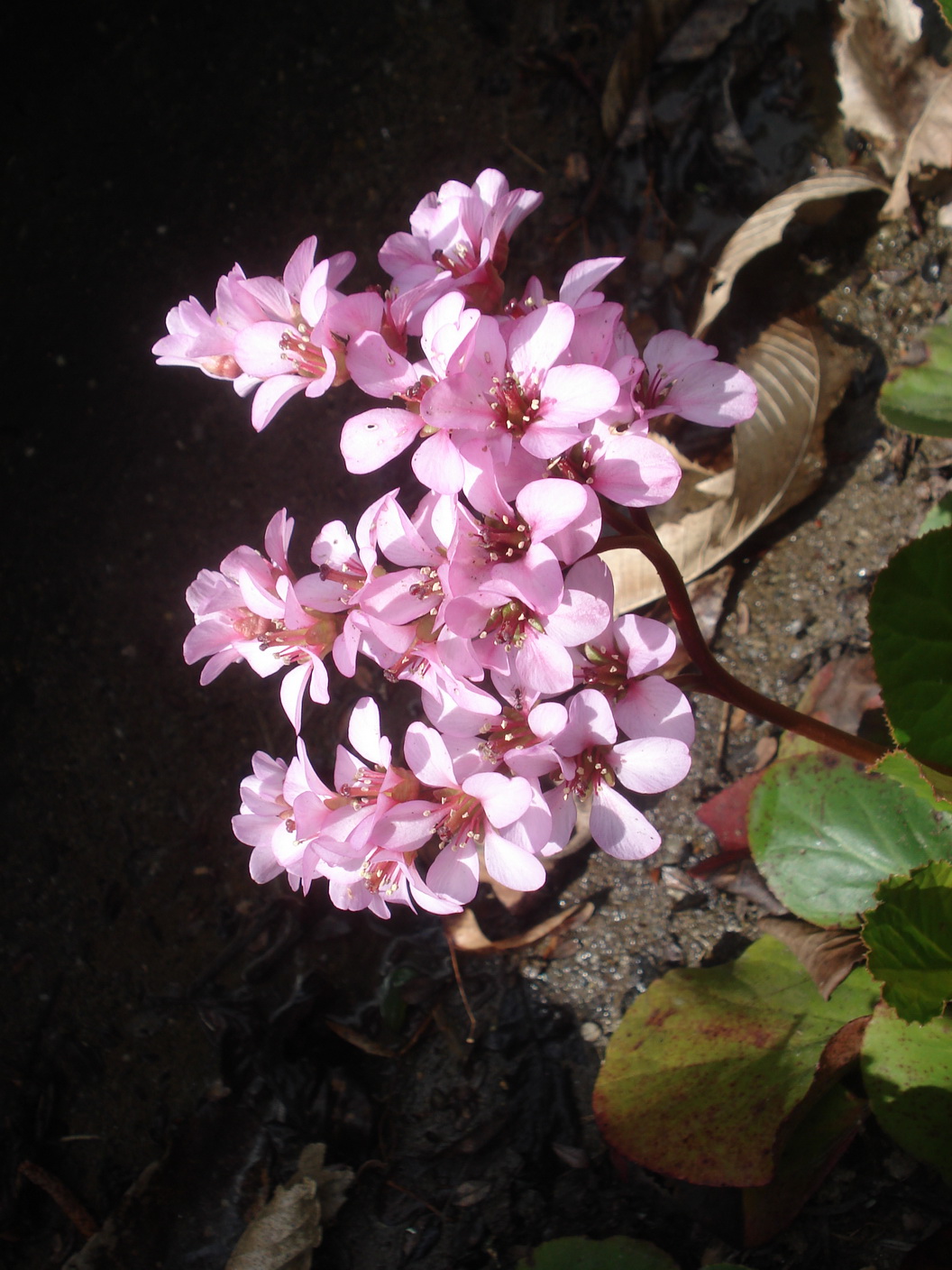 Bergenia x schmidtii.cf.verw.B.ciliata x B.crassifolia.St-Neurath.1.Apr.23..JPG