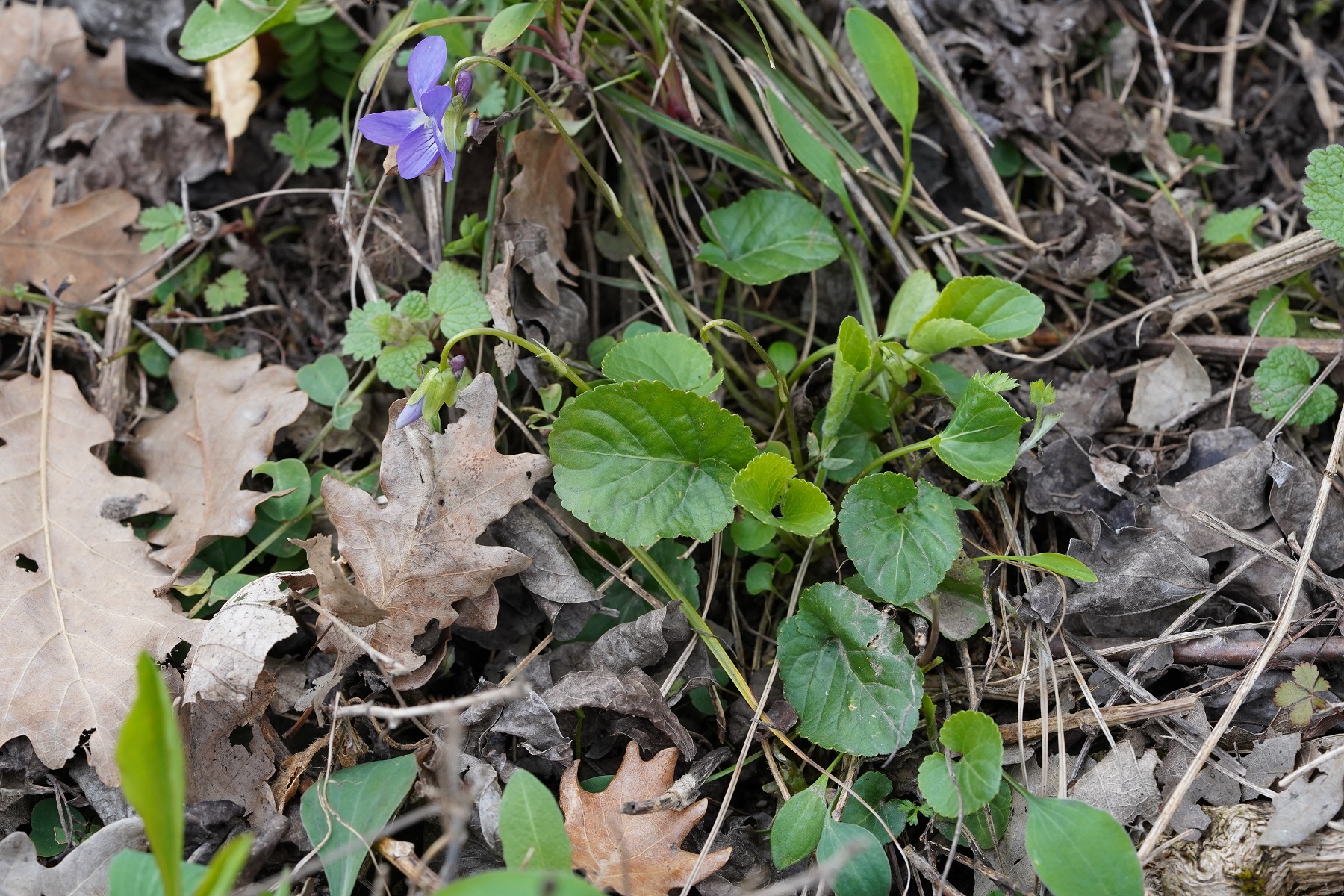 HabitusDSC04866.JPG