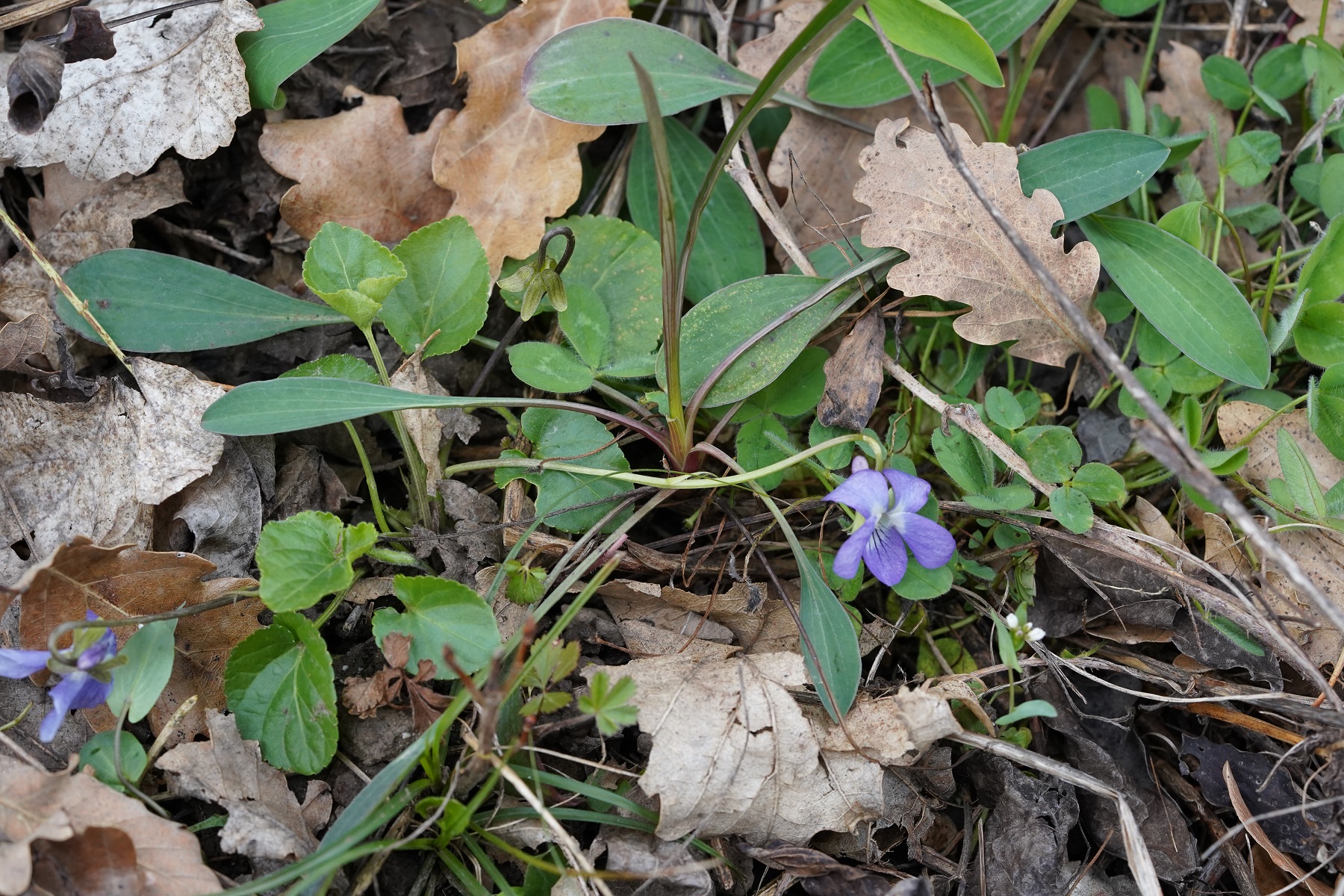 HabitusDSC04875.JPG