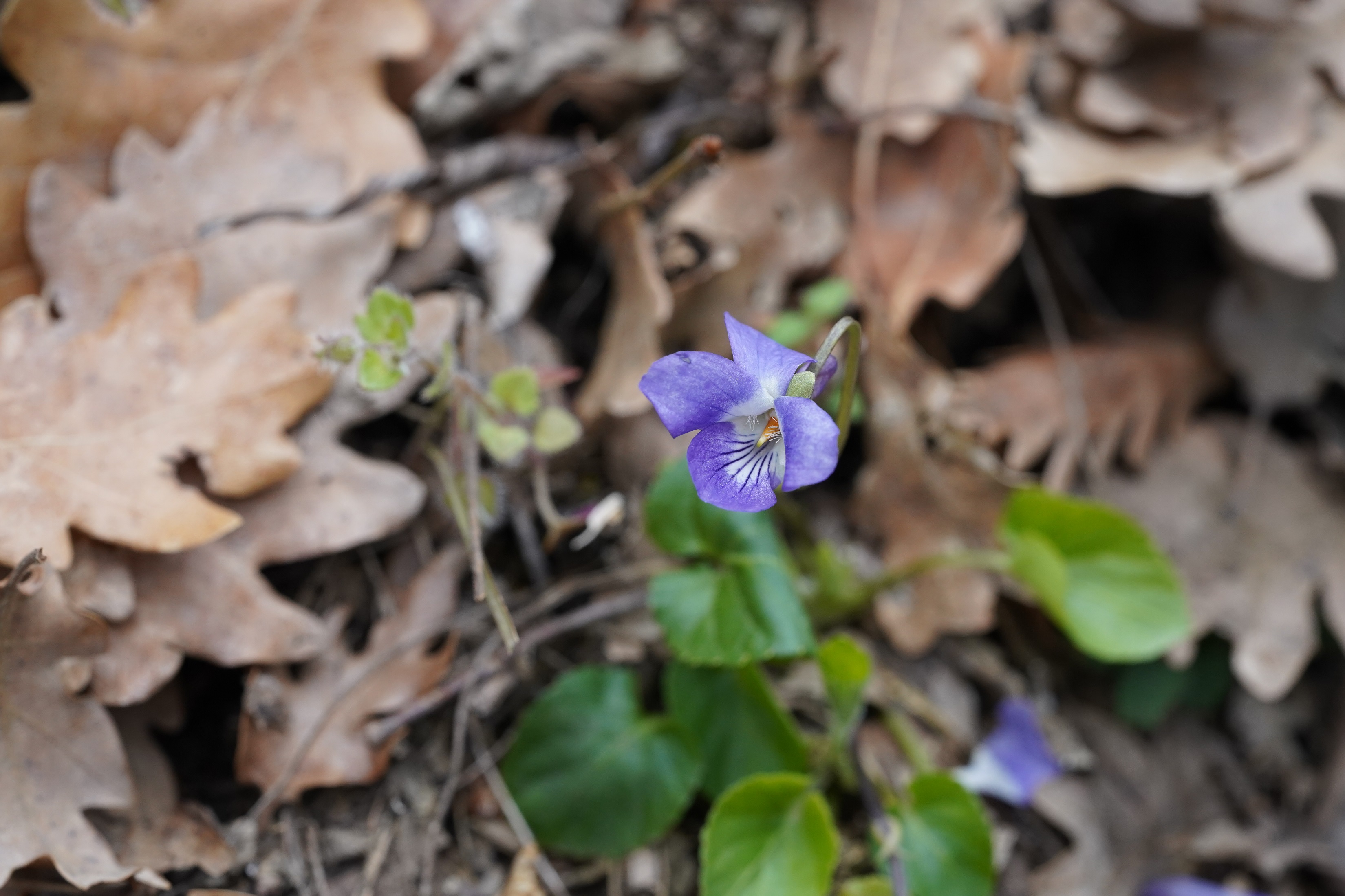 DSC04854.JPG