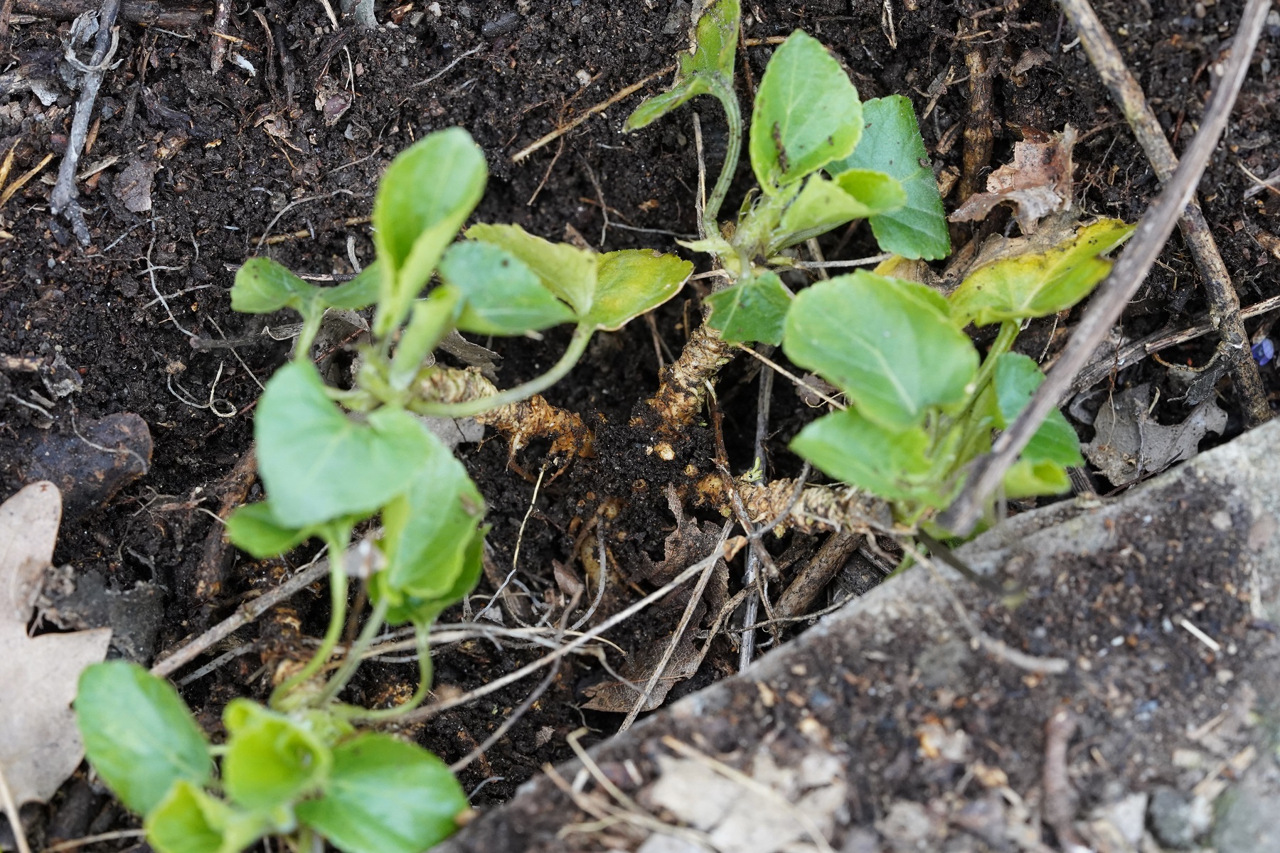 RhizomDSC04864.JPG