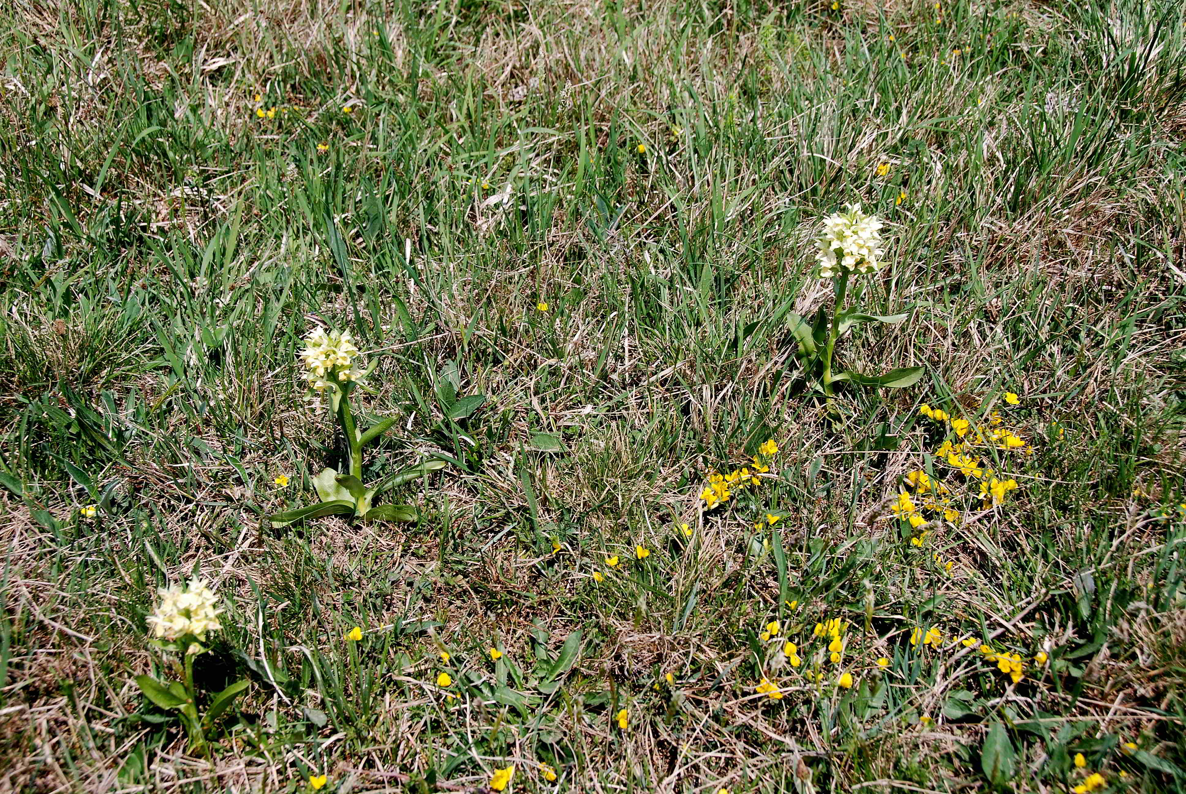 Alland - Groisbach, NÖ - 22042018-(6).JPG