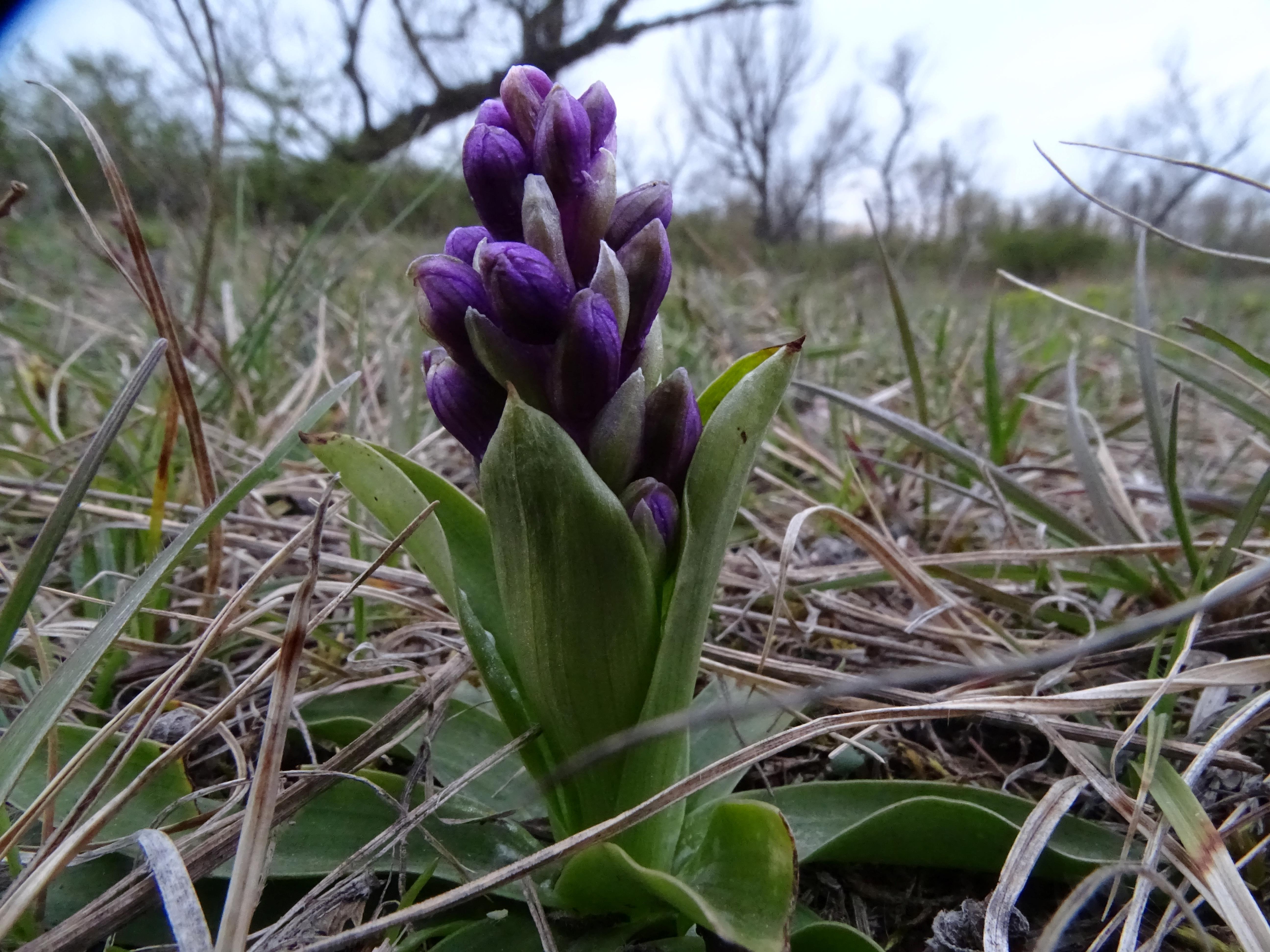 DSC01951 anacamptis morio, wien-lobau, 2023-04-07.jpg