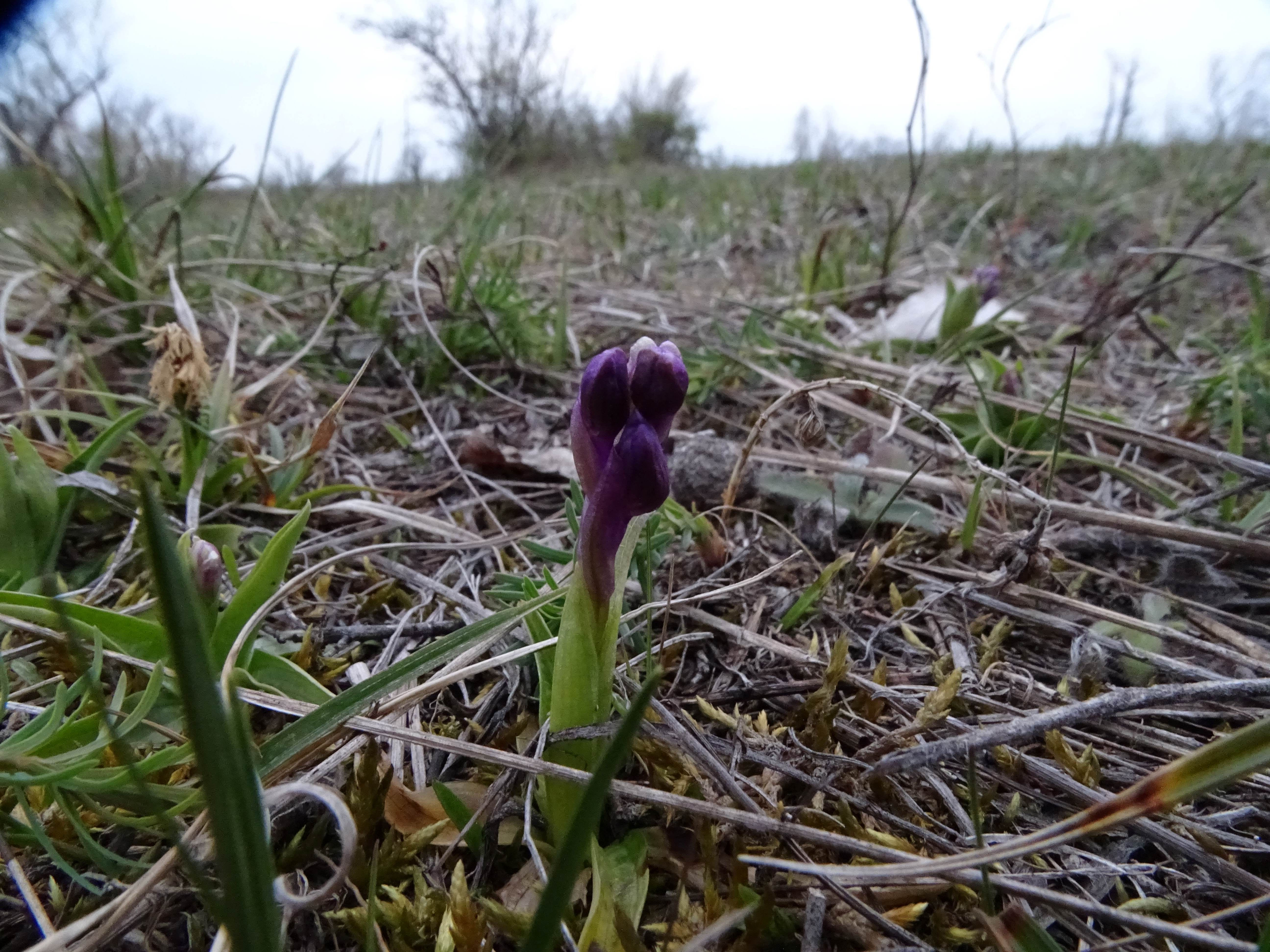 DSC01952 anacamptis morio, wien-lobau, 2023-04-07.jpg