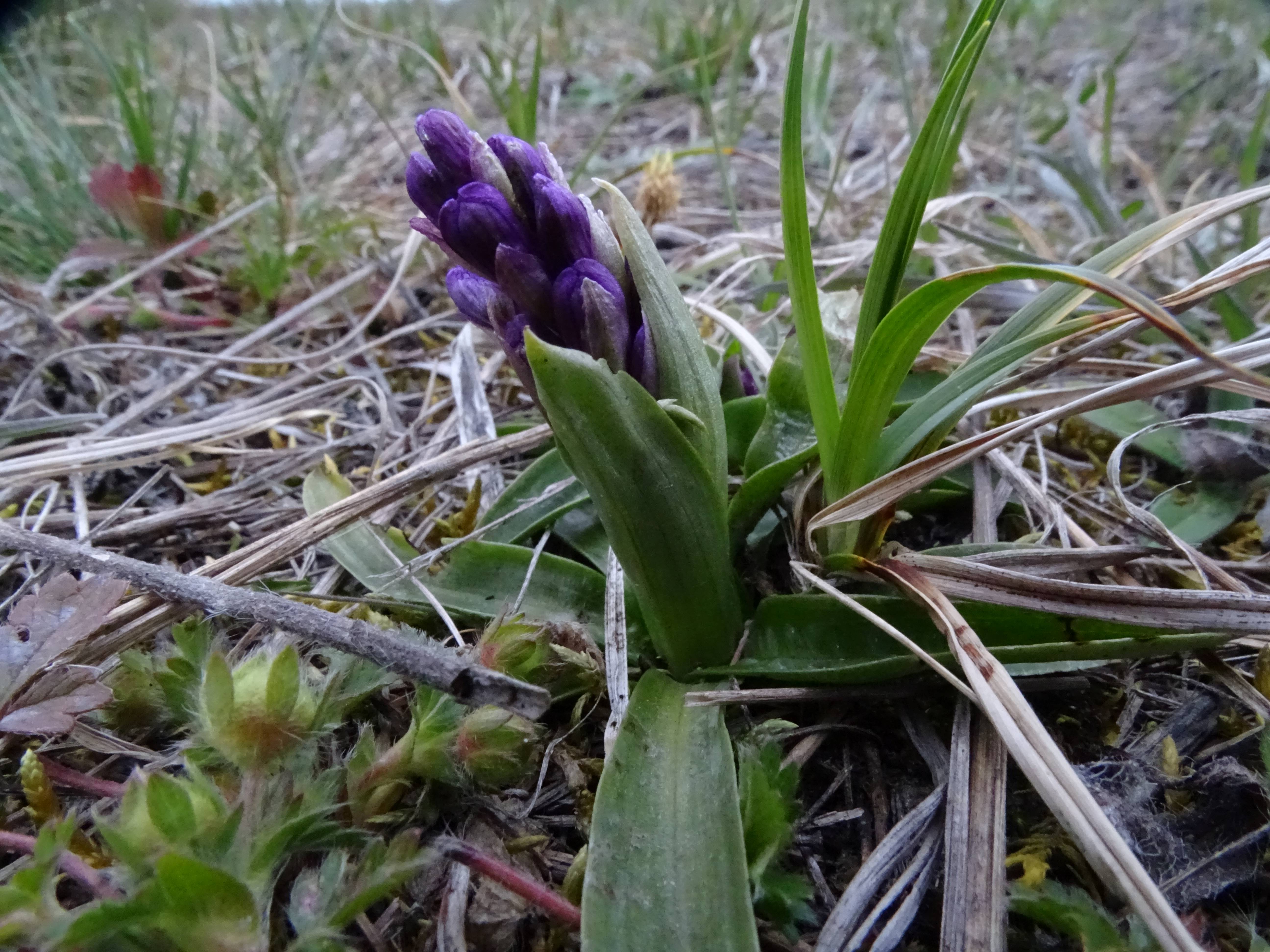 DSC01953 anacamptis morio, wien-lobau, 2023-04-07.jpg