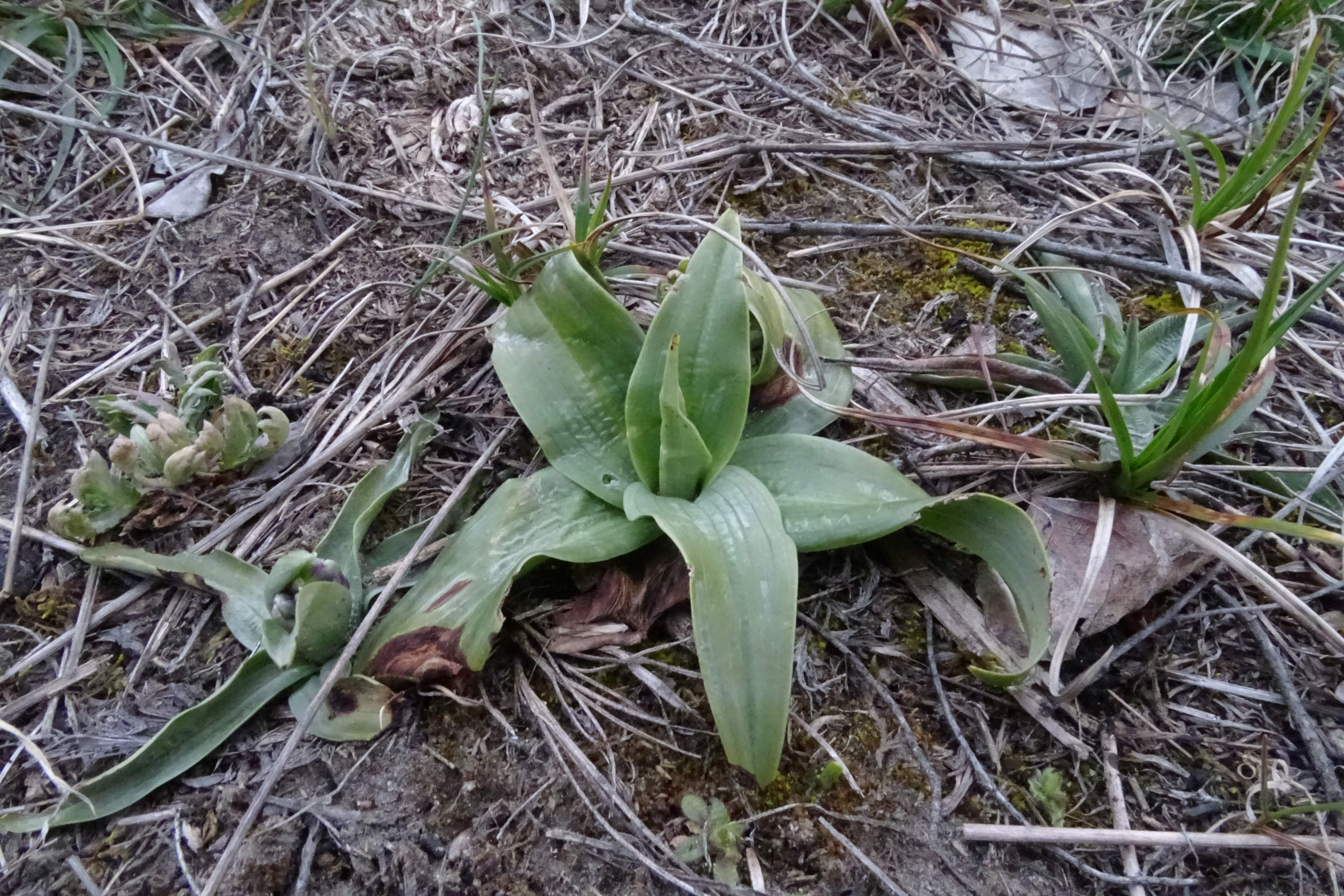 DSC01963 anacamptis morio, himantoglossum adriaticum, wien-lobau, 2023-04-07.jpg