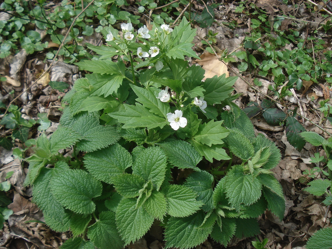 Lamium.orvala.u.Cardamine.waldsteinii.St-Radlpass.Auen-Bach.7.Apr.23.JPG