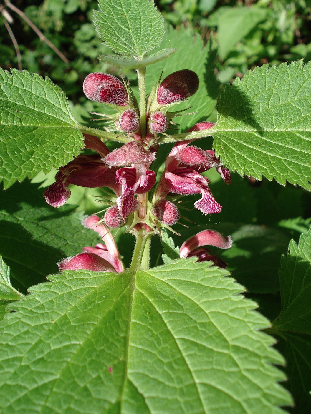 Lamium.orvala.I-Mte.Prat.bei.Peonis.29.04 .17.JPG