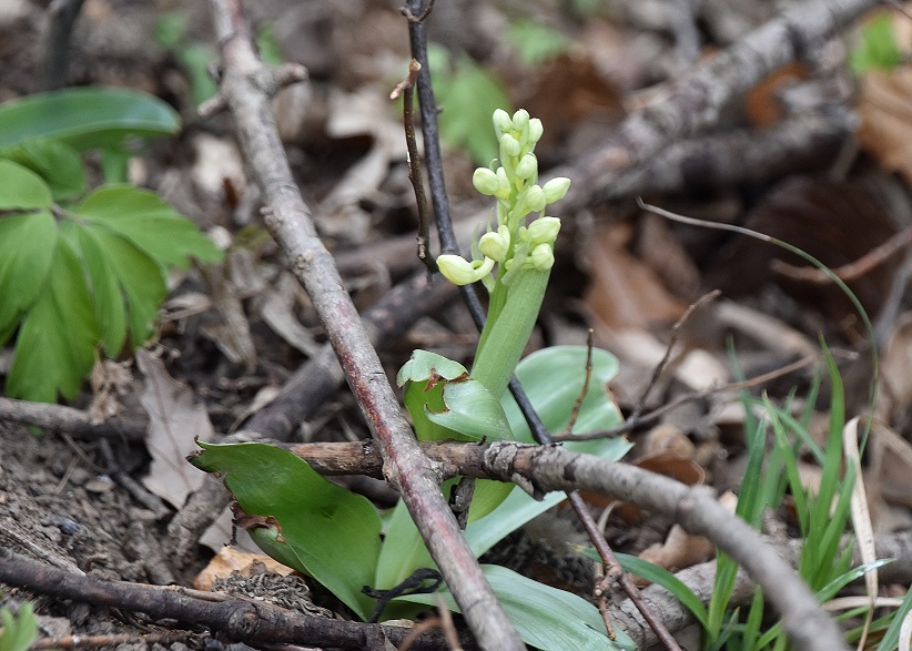 Wienerwald- 05042023 - (2) -  Orchis pallens - Bleich-Knabenkraut.JPG