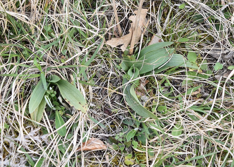 WW - - 05042023 - (1) - Ophrys apifera - Bienen-Ragwurz.JPG