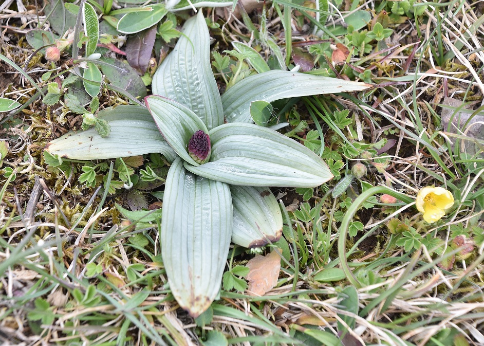 Wiennerwald - 05042023 - (2) - Neotinea ustulata - Brand-Keuschständel.JPG