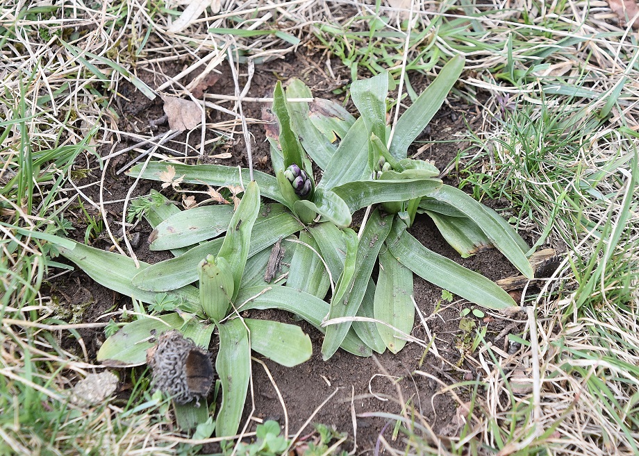 Wienerwald - 05042023 - (1) - Anacamptis morio - Klein-Hundswurz.JPG